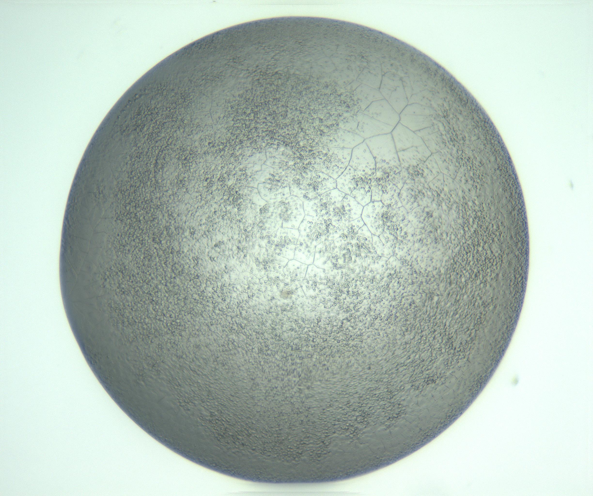 RI01_03_000_0212_Proj1_Clon1_MC_0000MC103234_007_170210_06_07_01_00_99_002_001_RAI.jpg