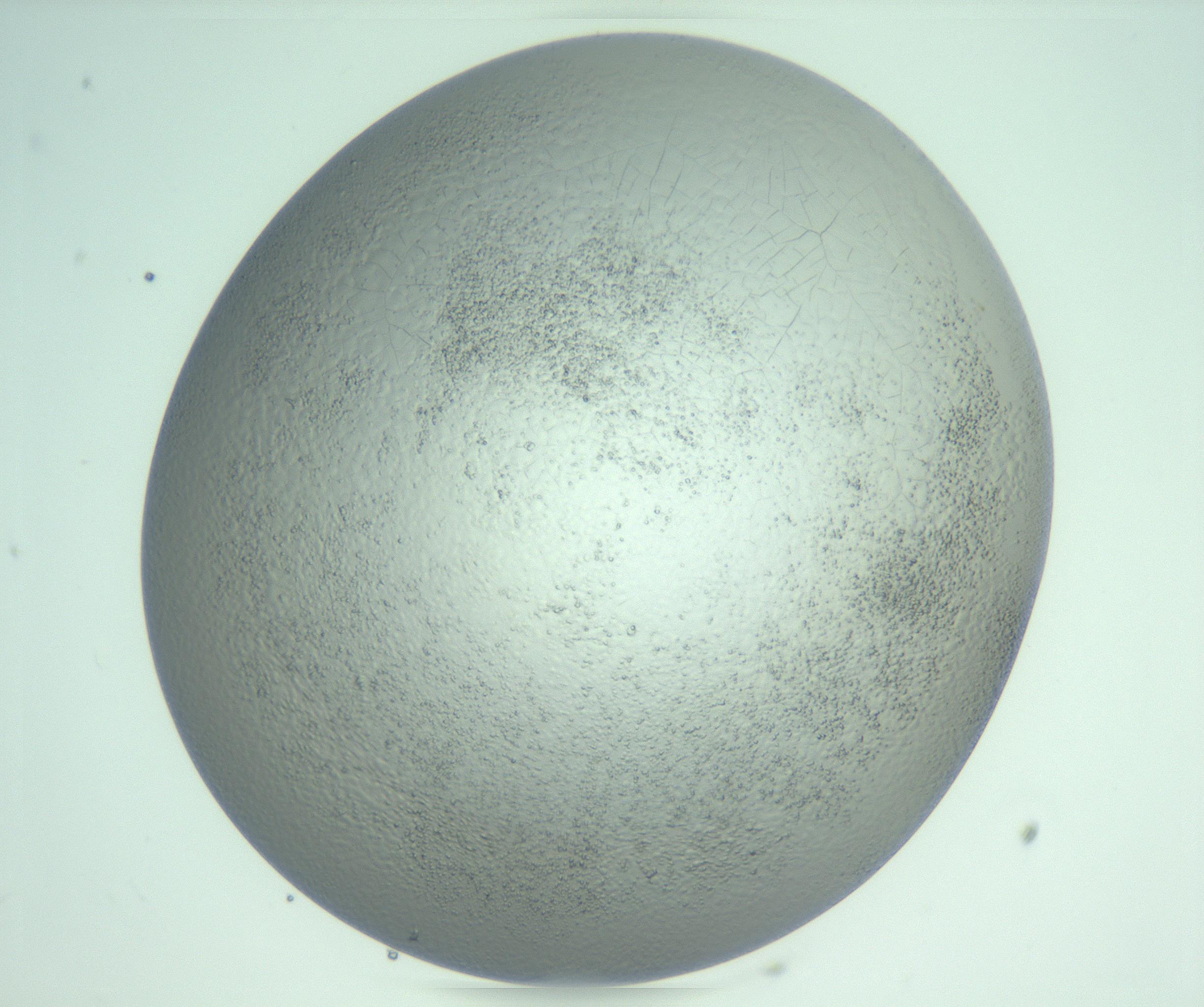 RI01_03_000_0212_Proj1_Clon1_MC_0000MC103234_007_170210_06_07_02_00_99_002_001_RAI.jpg