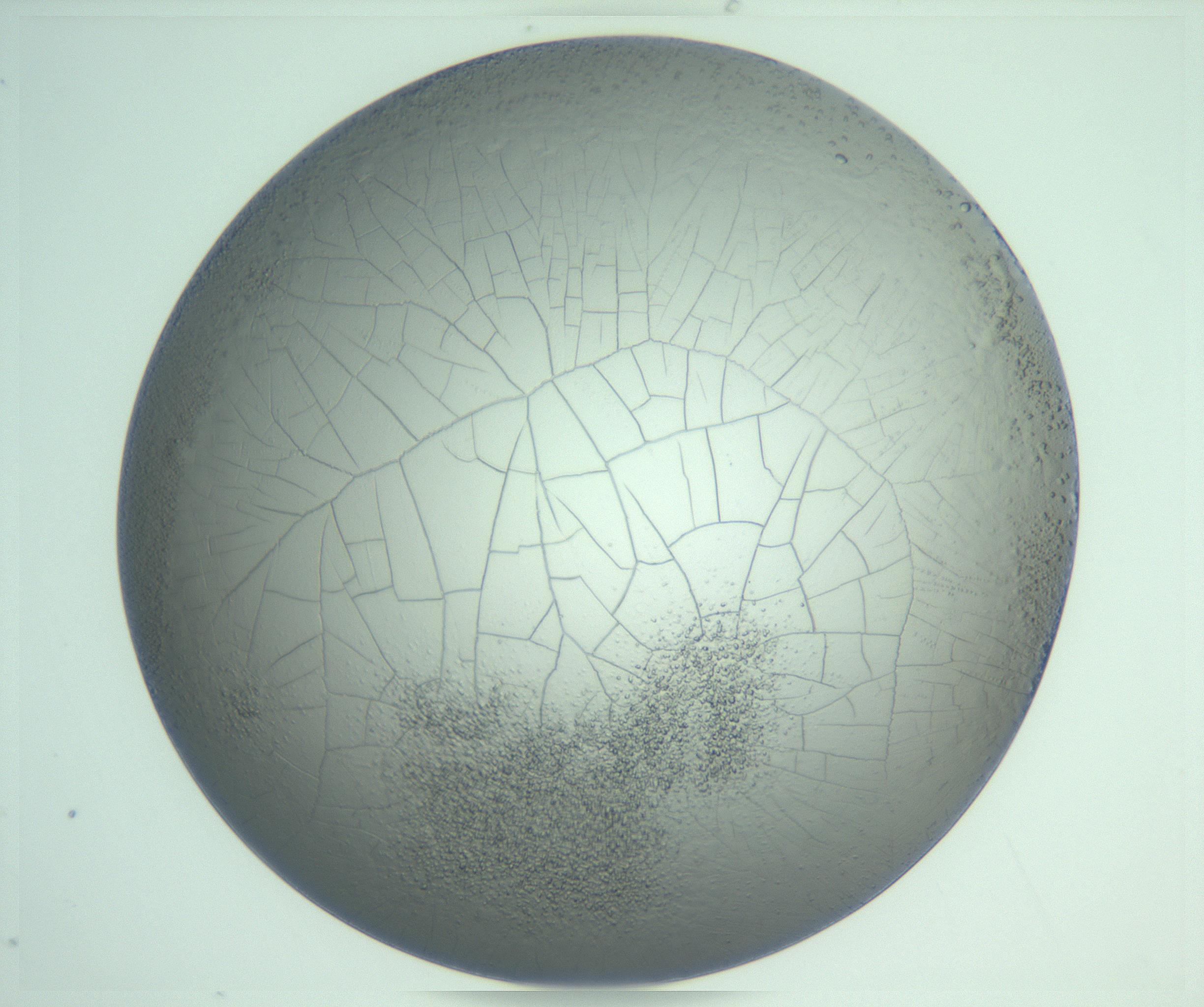 RI01_03_000_0212_Proj1_Clon1_MC_0000MC103234_007_170210_06_08_01_00_99_002_001_RAI.jpg