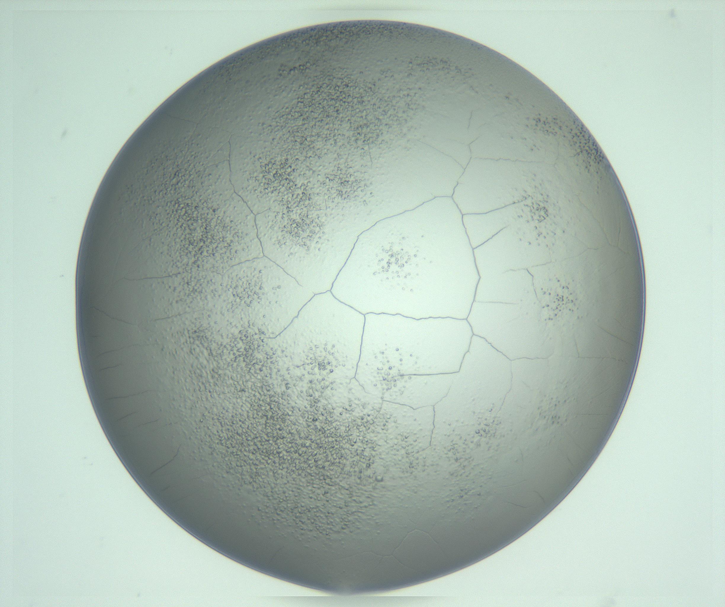 RI01_03_000_0212_Proj1_Clon1_MC_0000MC103234_007_170210_07_04_01_00_99_002_001_RAI.jpg