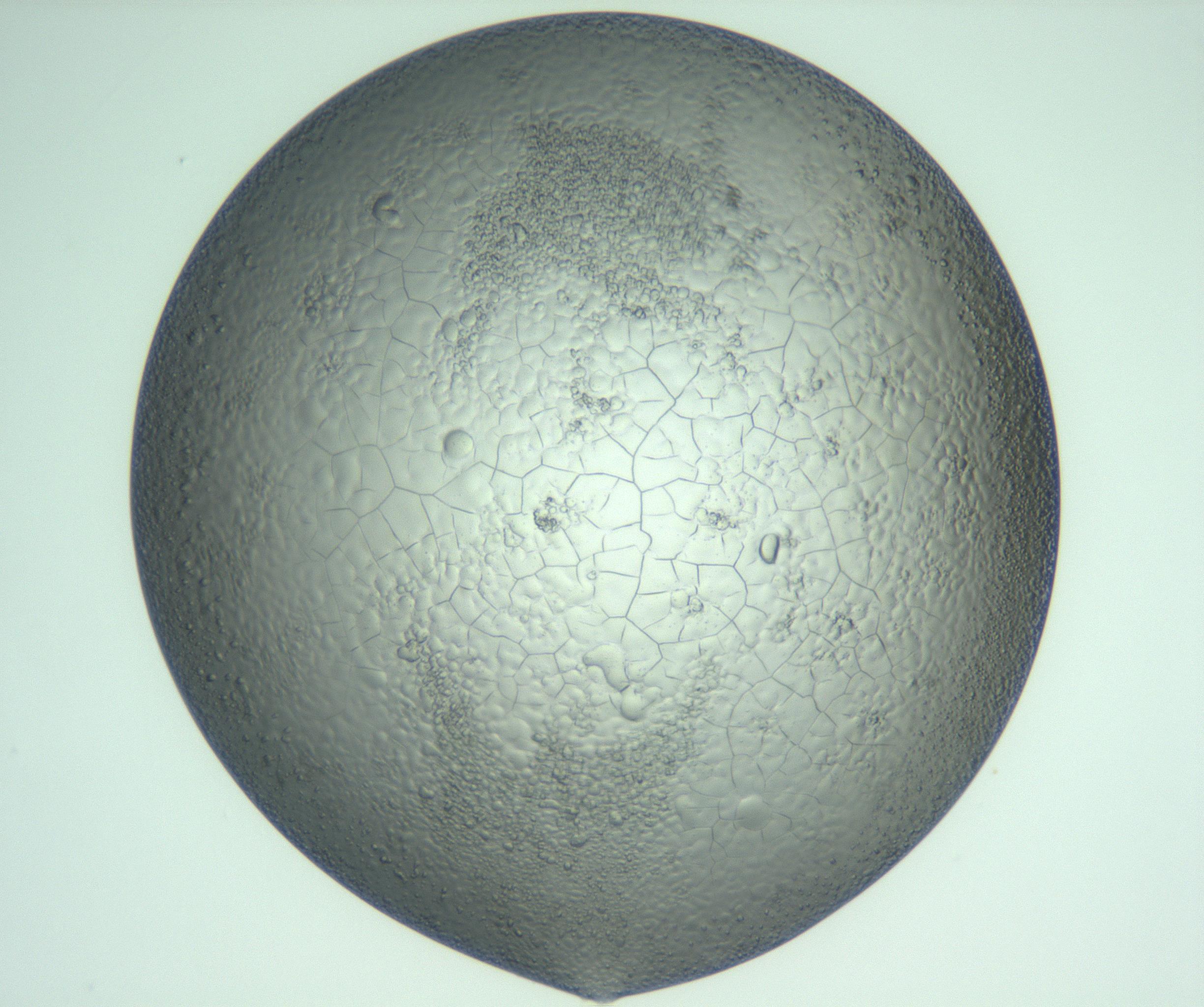 RI01_03_000_0212_Proj1_Clon1_MC_0000MC103234_007_170210_07_05_01_00_99_002_001_RAI.jpg