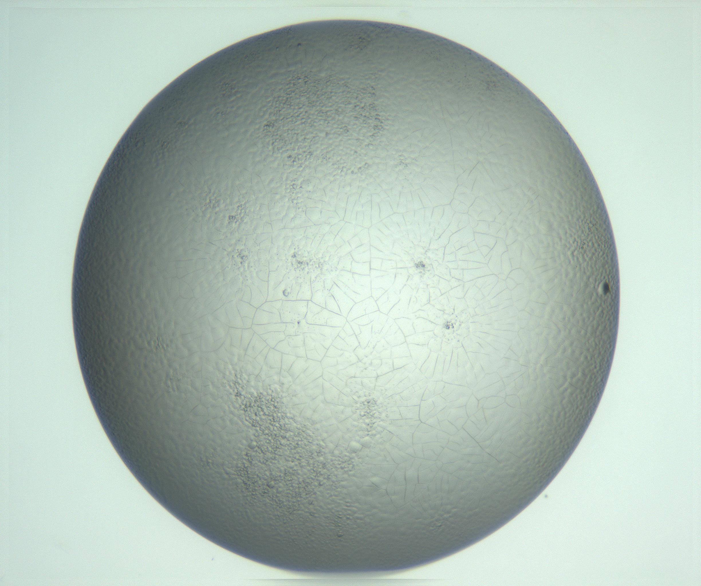RI01_03_000_0212_Proj1_Clon1_MC_0000MC103234_007_170210_07_05_02_00_99_002_001_RAI.jpg