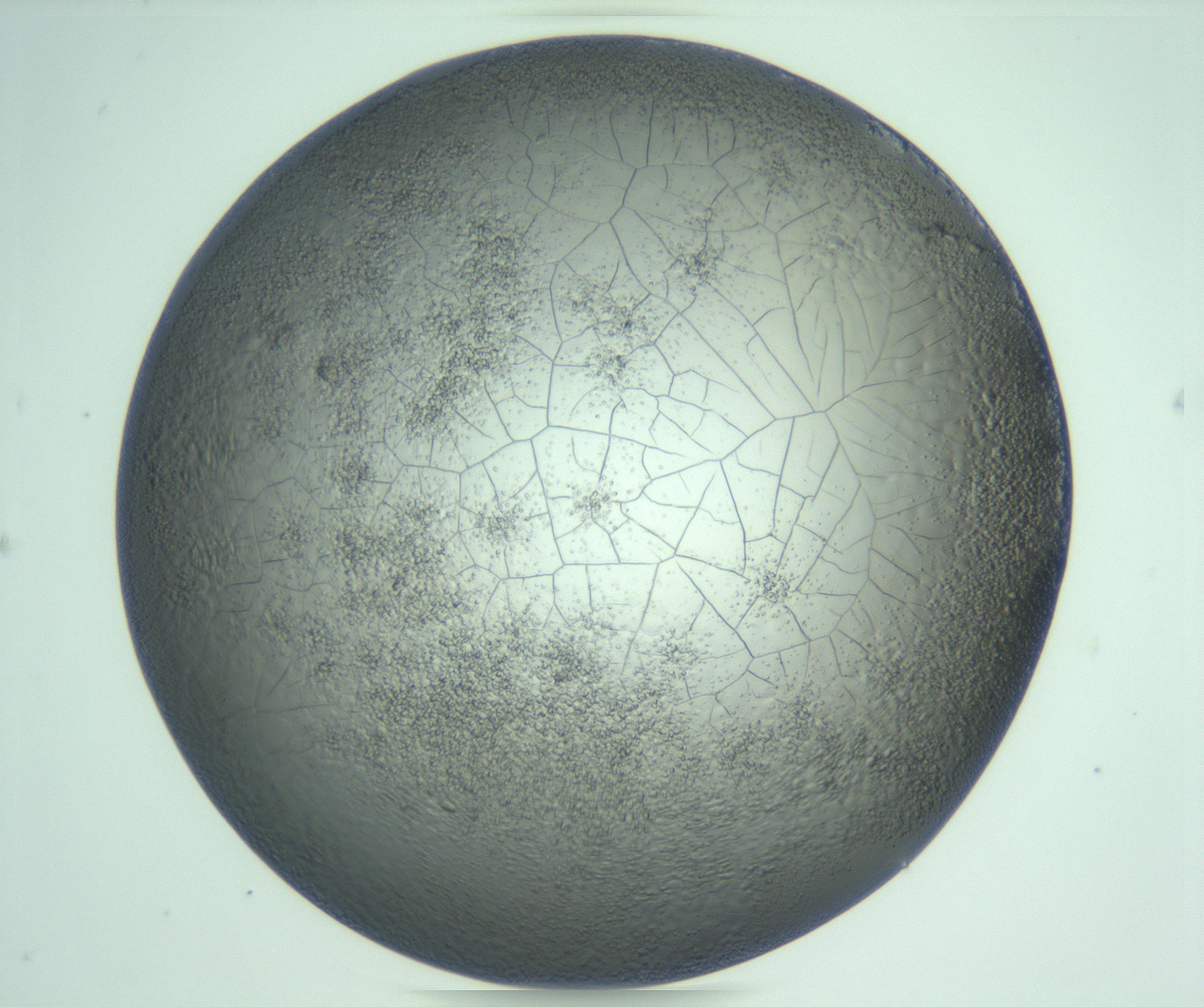 RI01_03_000_0212_Proj1_Clon1_MC_0000MC103234_007_170210_07_07_01_00_99_002_001_RAI.jpg