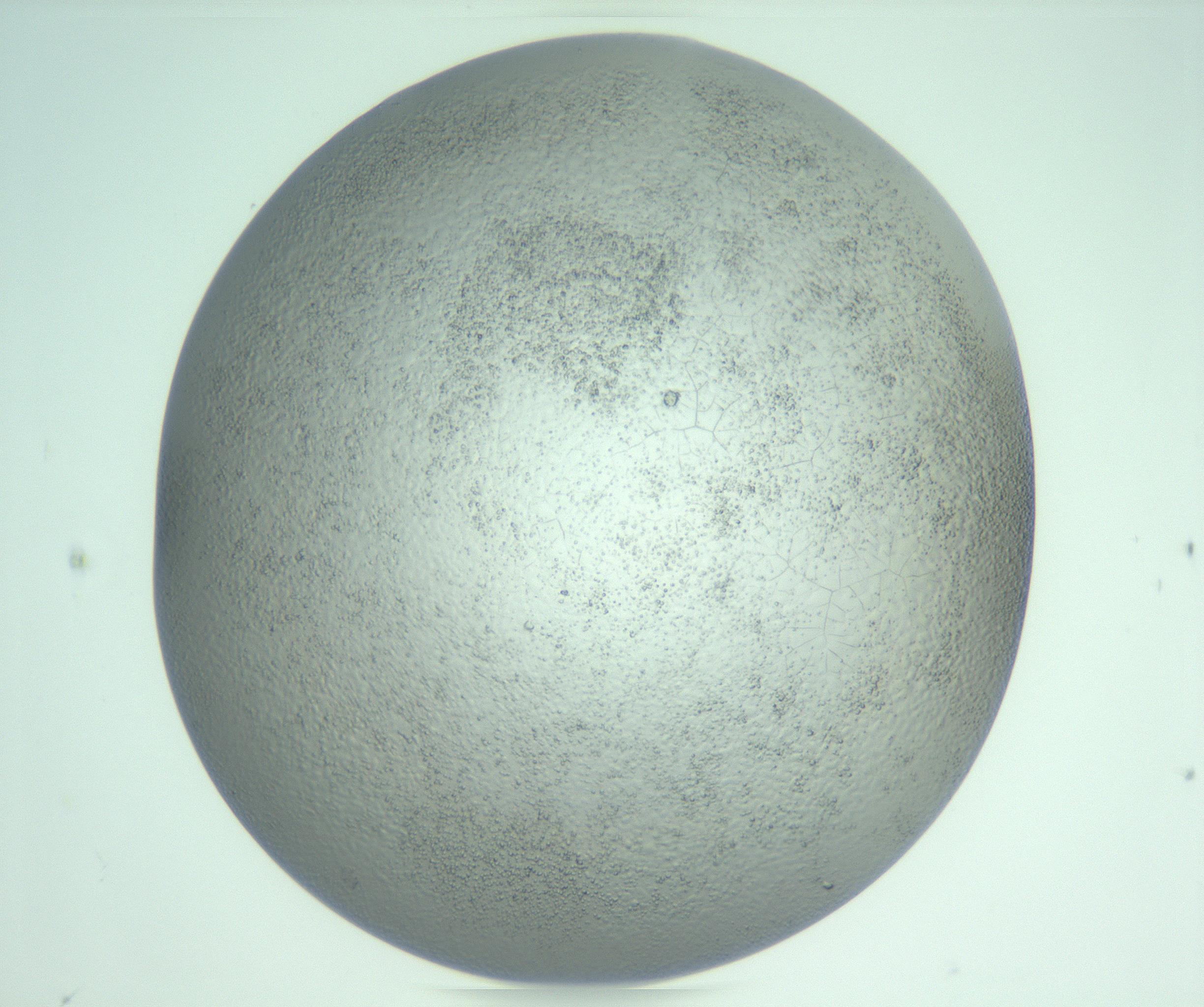 RI01_03_000_0212_Proj1_Clon1_MC_0000MC103234_007_170210_07_07_02_00_99_002_001_RAI.jpg