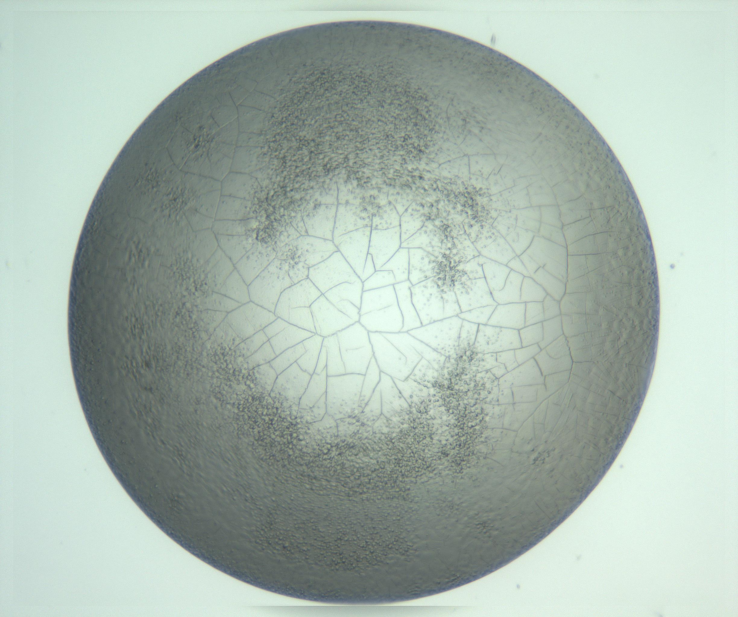 RI01_03_000_0212_Proj1_Clon1_MC_0000MC103234_007_170210_07_08_01_00_99_002_001_RAI.jpg