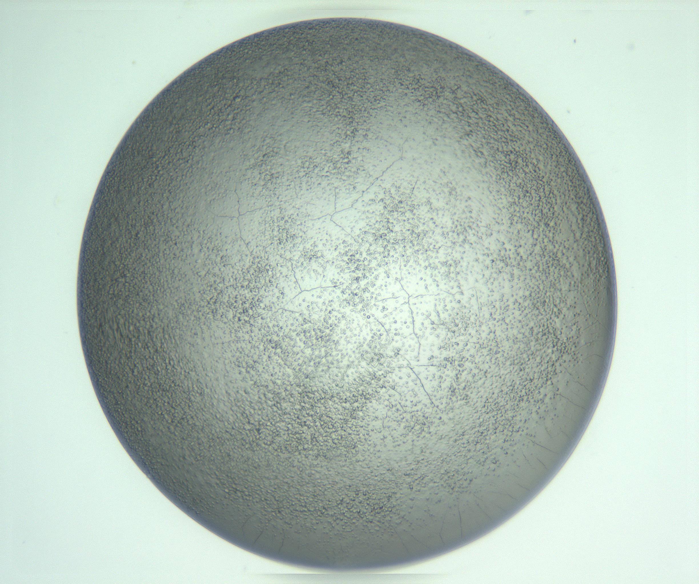 RI01_03_000_0212_Proj1_Clon1_MC_0000MC103234_007_170210_08_04_01_00_99_002_001_RAI.jpg