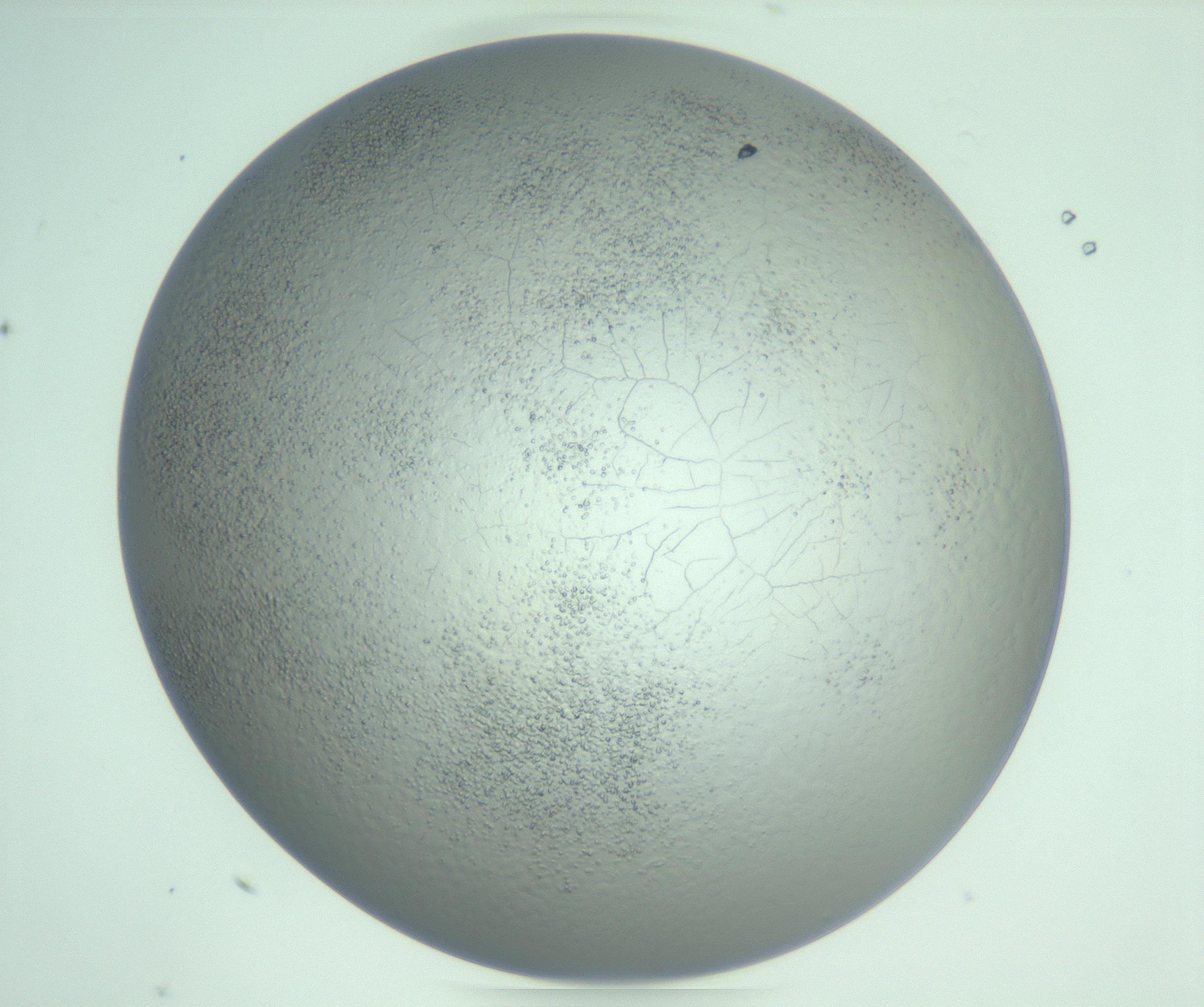 RI01_03_000_0212_Proj1_Clon1_MC_0000MC103234_007_170210_08_04_02_00_99_002_001_RAI.jpg