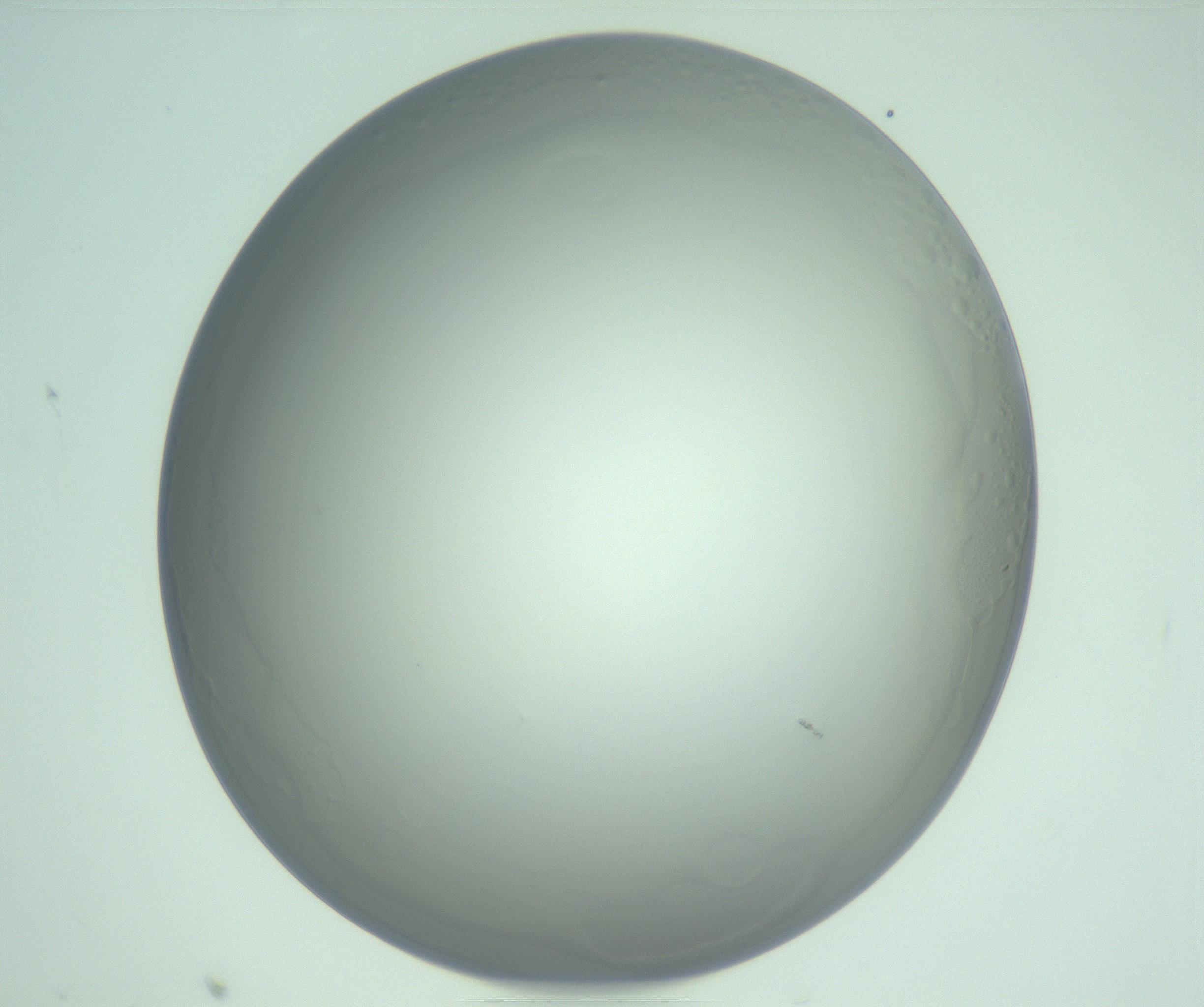RI01_03_000_0212_Proj1_Clon1_MC_0000MC103234_007_170210_08_06_02_00_99_002_001_RAI.jpg