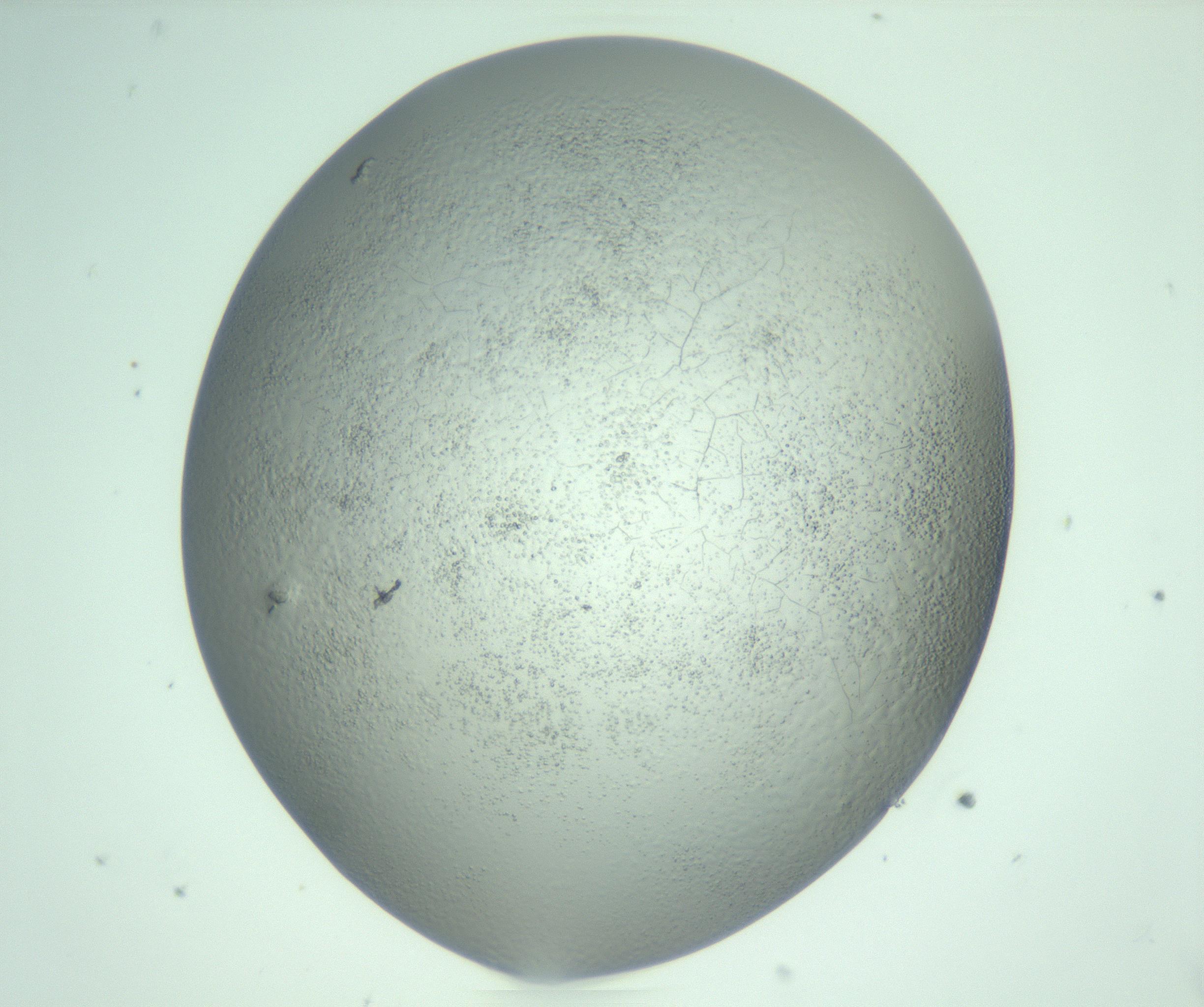 RI01_03_000_0212_Proj1_Clon1_MC_0000MC103234_007_170210_09_03_02_00_99_002_001_RAI.jpg