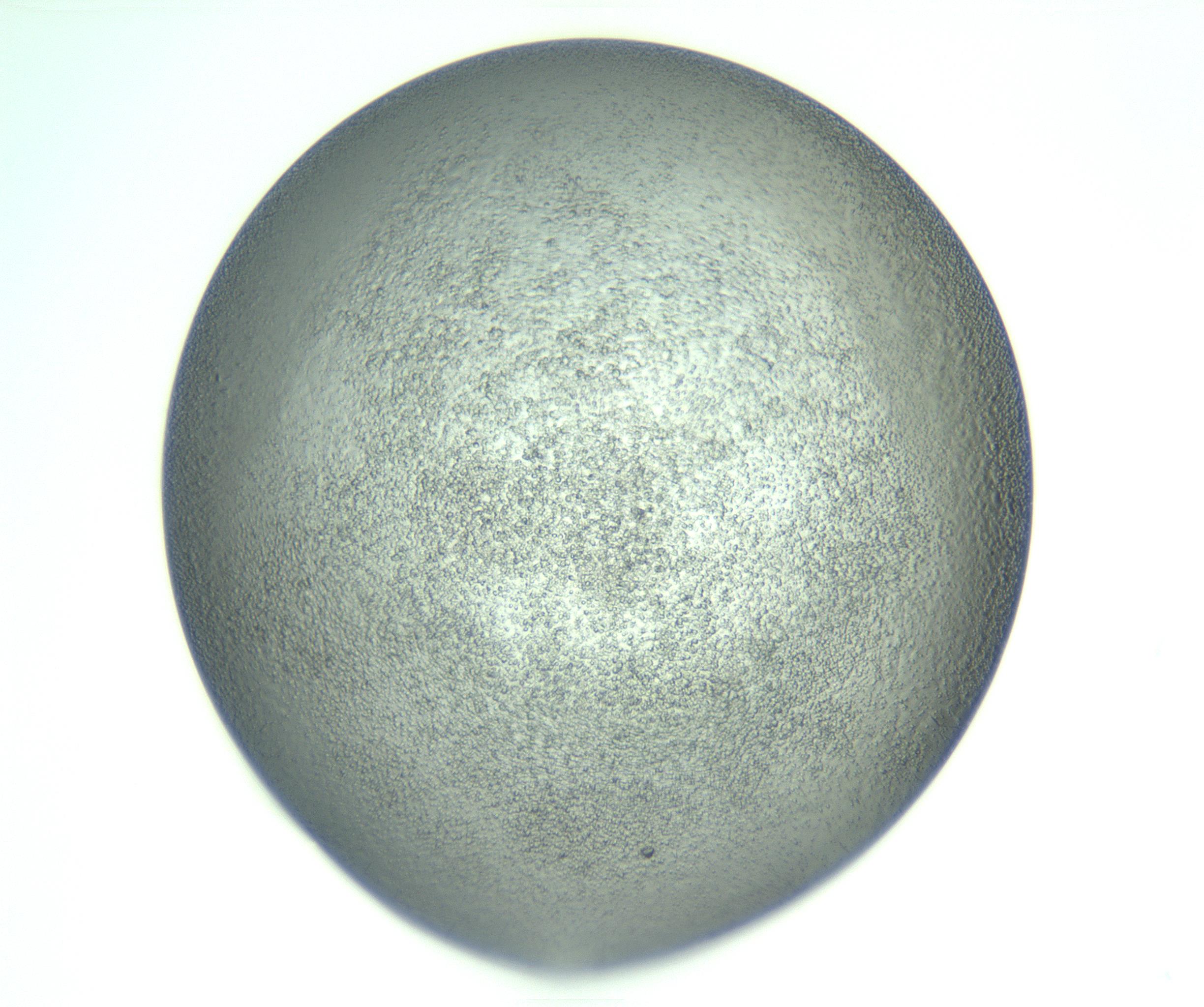RI01_03_000_0212_Proj1_Clon1_MC_0000MC103234_007_170210_09_04_01_00_99_002_001_RAI.jpg