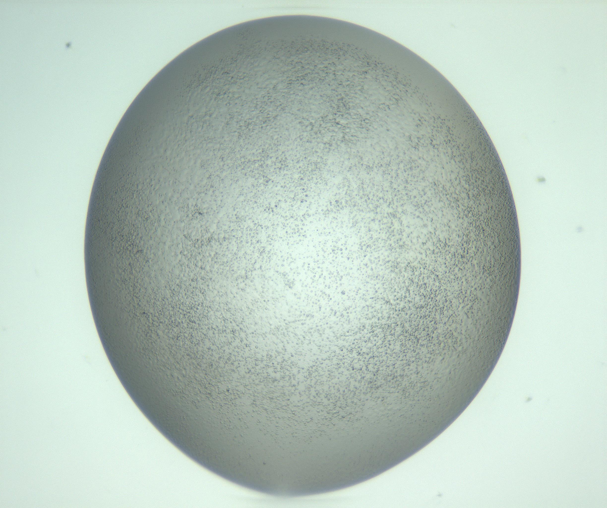 RI01_03_000_0212_Proj1_Clon1_MC_0000MC103234_007_170210_09_04_02_00_99_002_001_RAI.jpg