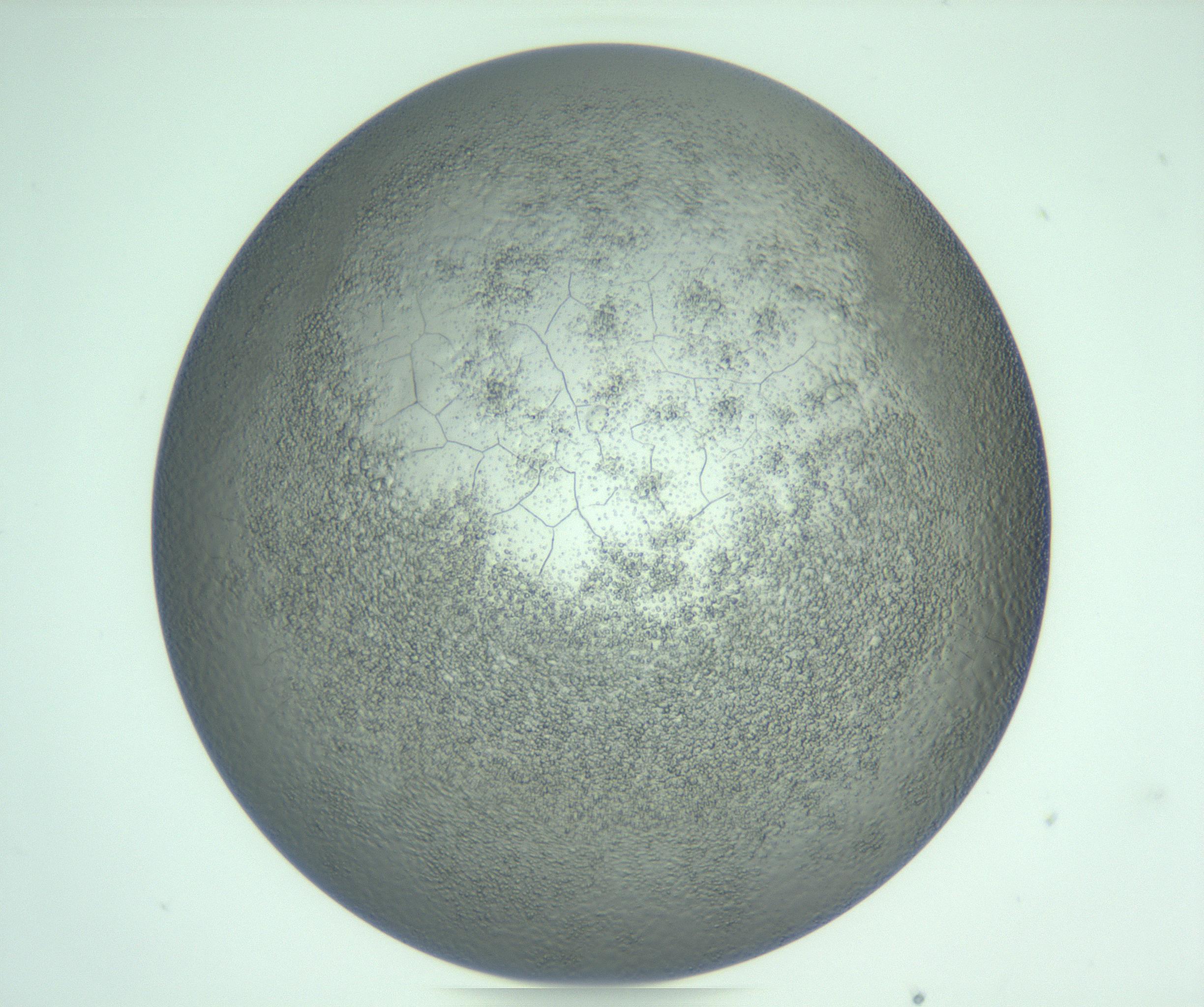 RI01_03_000_0212_Proj1_Clon1_MC_0000MC103234_007_170210_10_06_01_00_99_002_001_RAI.jpg
