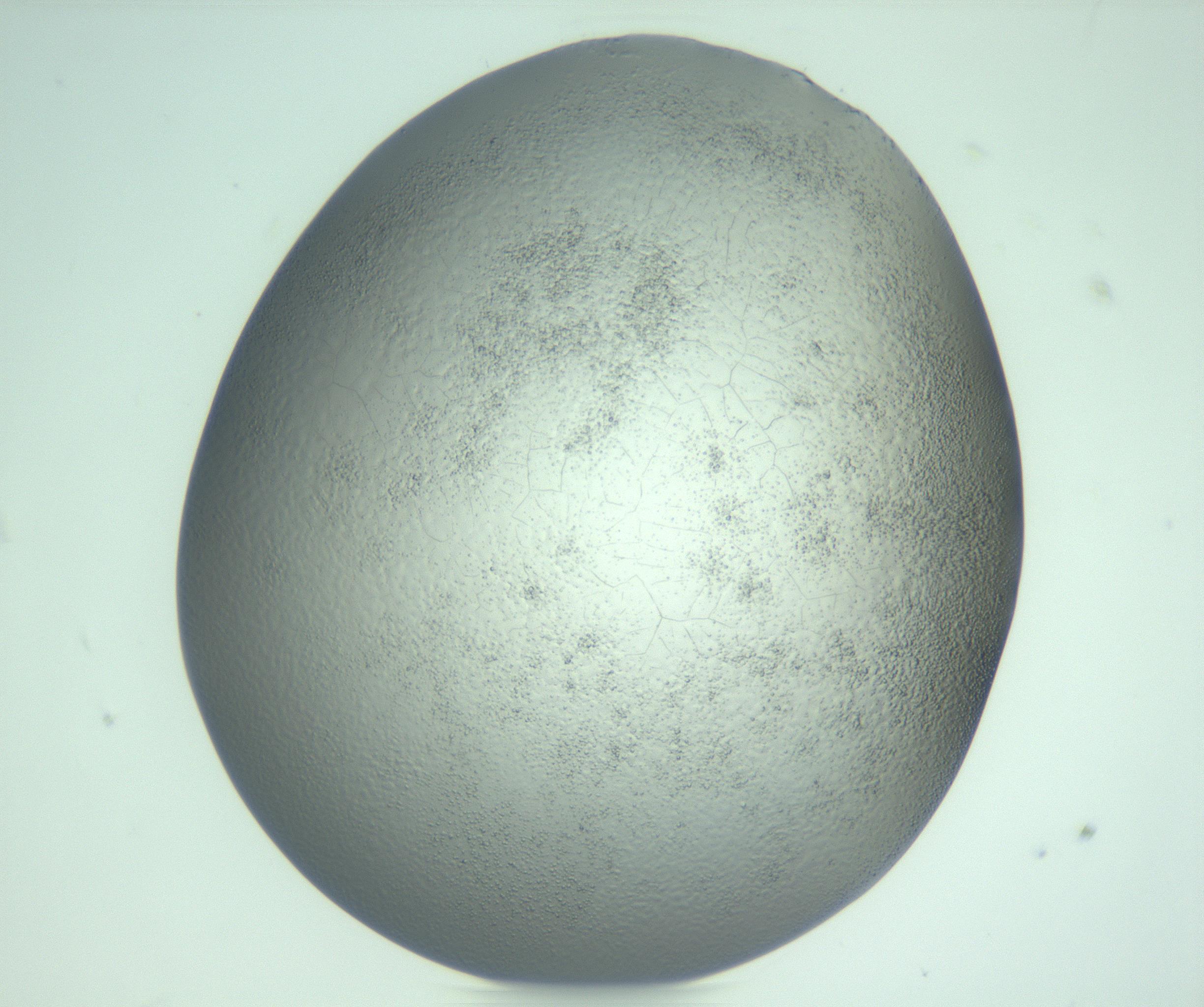 RI01_03_000_0212_Proj1_Clon1_MC_0000MC103234_007_170210_10_06_02_00_99_002_001_RAI.jpg