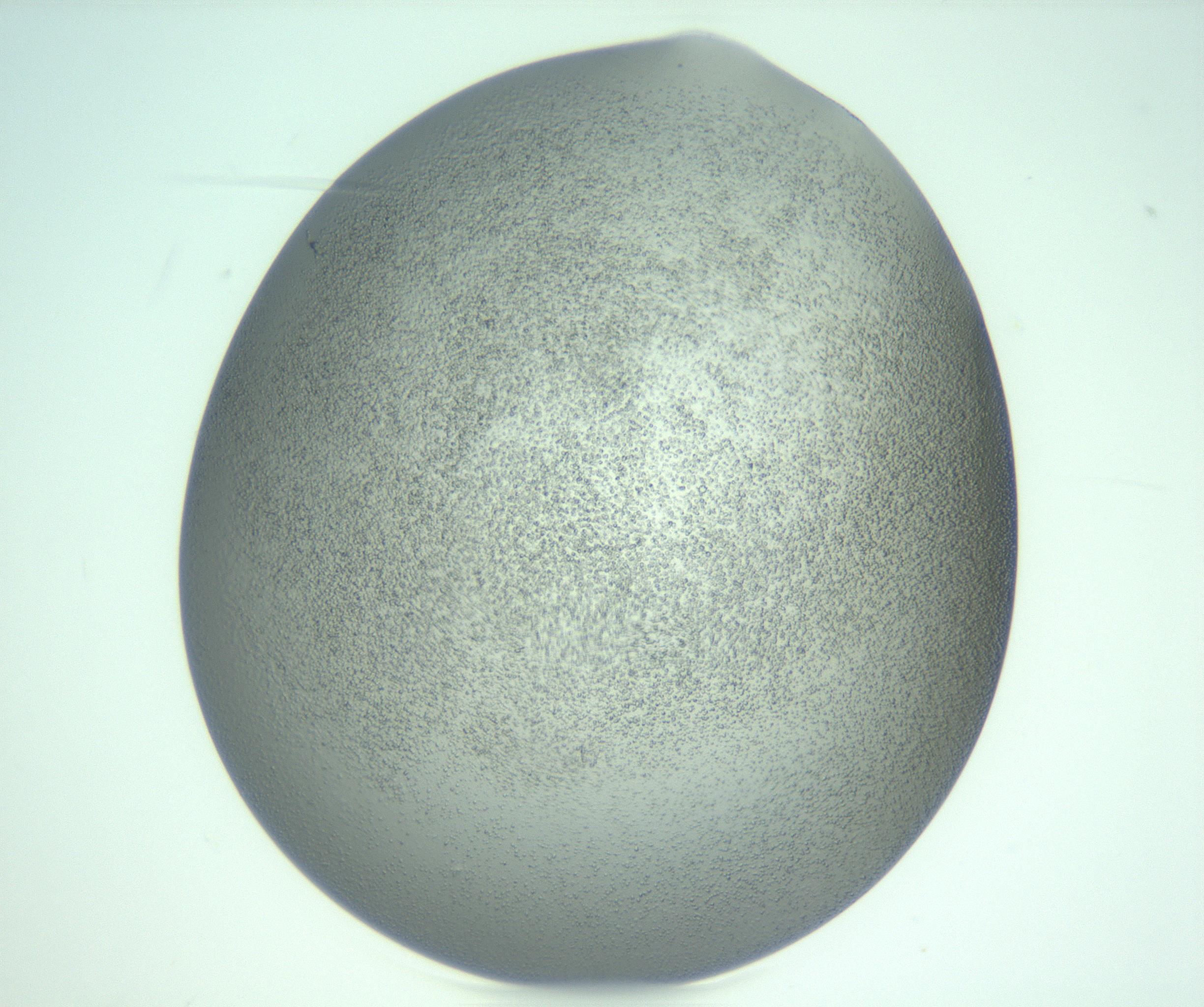 RI01_03_000_0212_Proj1_Clon1_MC_0000MC103234_007_170210_10_07_02_00_99_002_001_RAI.jpg