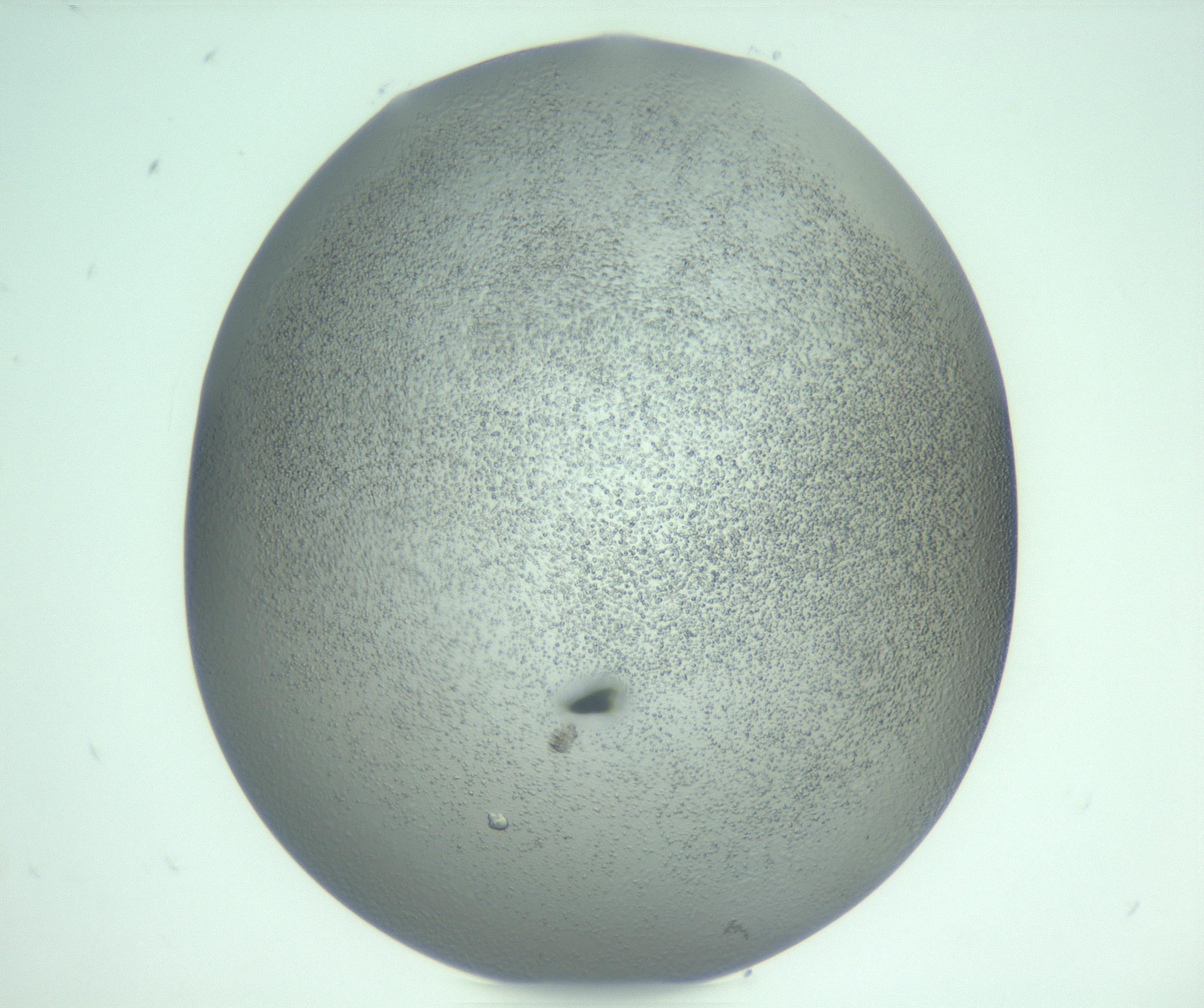 RI01_03_000_0212_Proj1_Clon1_MC_0000MC103234_007_170210_10_08_02_00_99_002_001_RAI.jpg