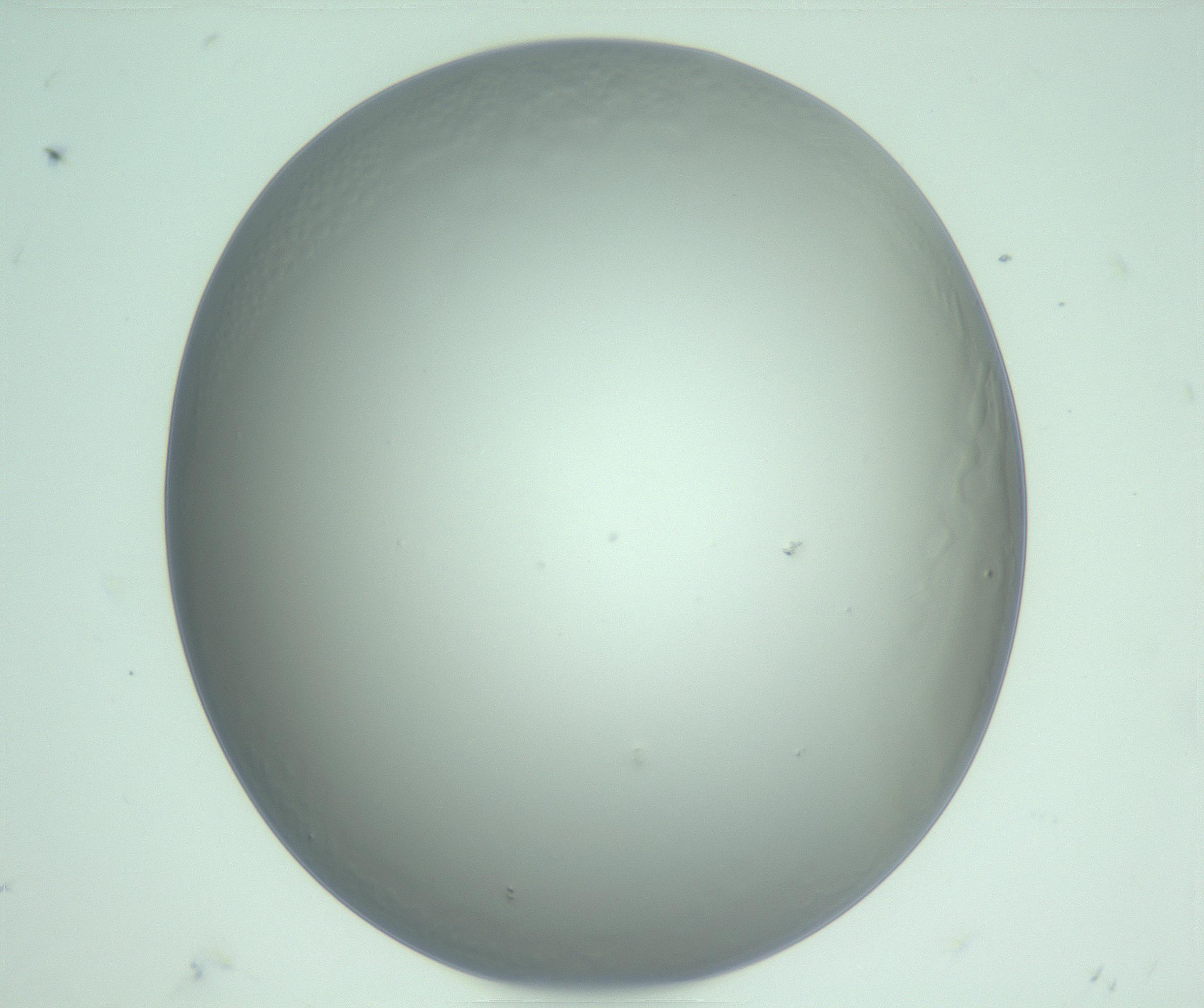 RI01_03_000_0212_Proj1_Clon1_MC_0000MC103234_007_170210_11_08_02_00_99_002_001_RAI.jpg