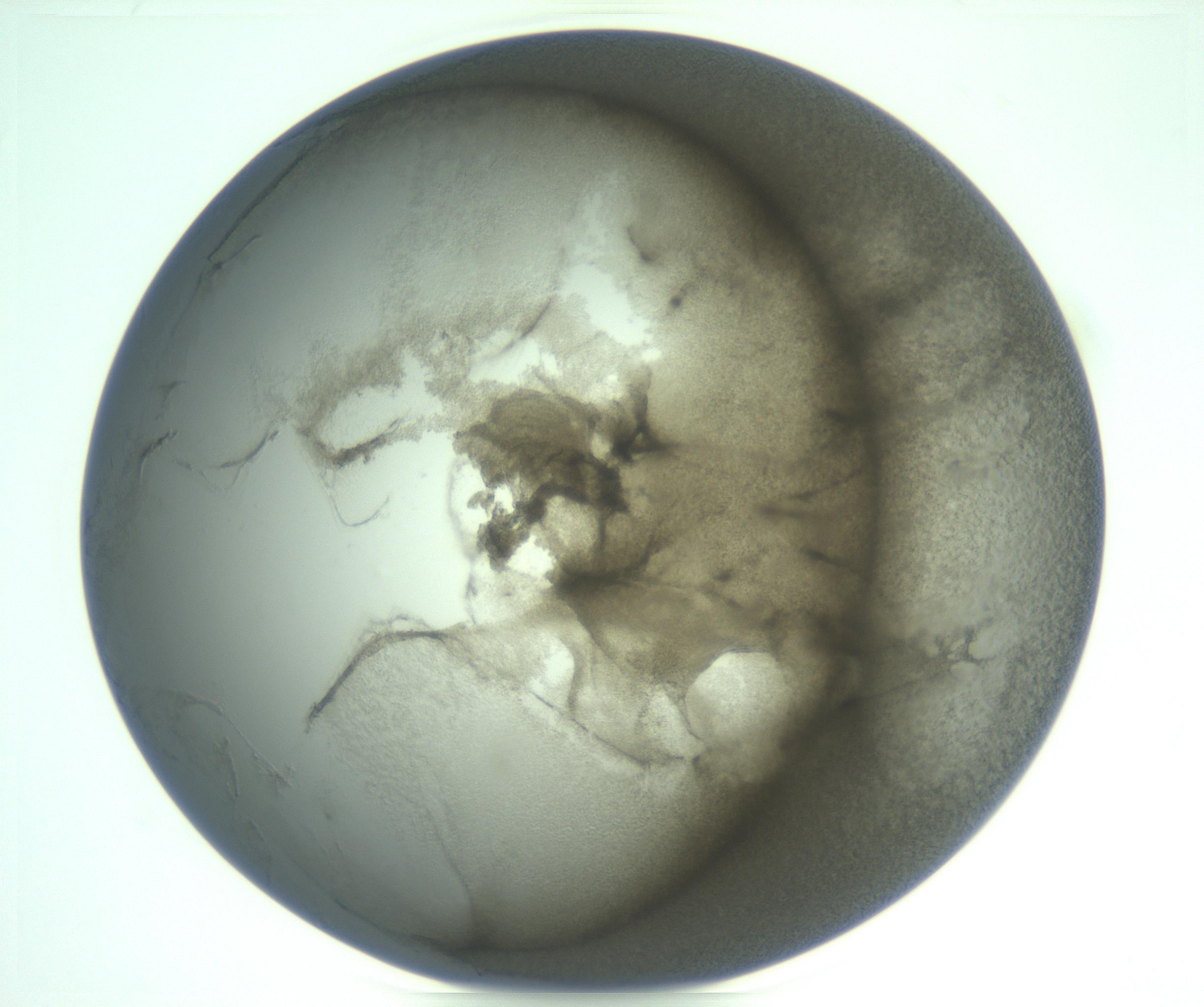 RI01_03_000_0212_Proj1_Clon1_MC_0000MC103234_007_170210_12_01_01_00_99_002_001_RAI.jpg