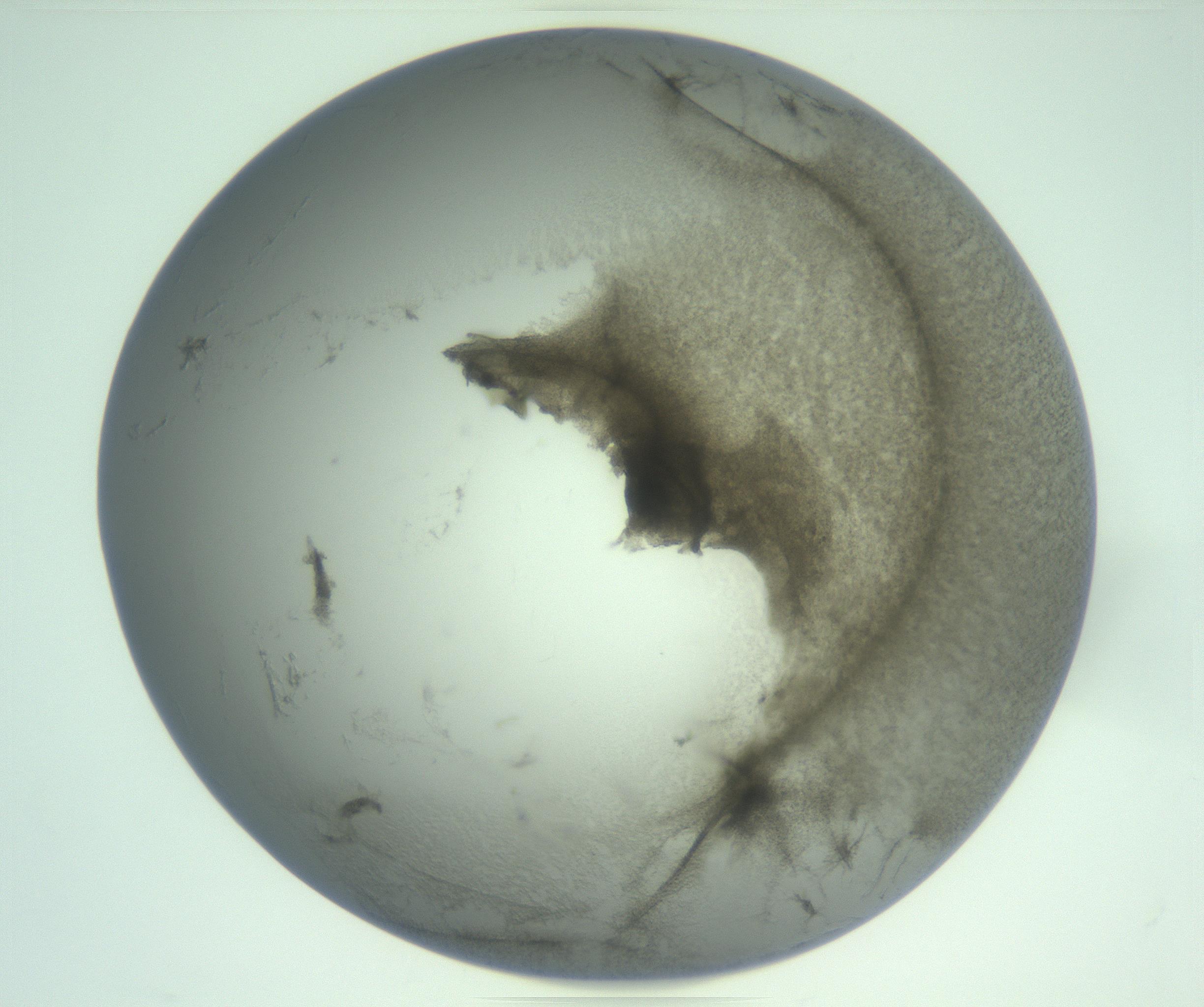 RI01_03_000_0212_Proj1_Clon1_MC_0000MC103234_007_170210_12_01_02_00_99_002_001_RAI.jpg