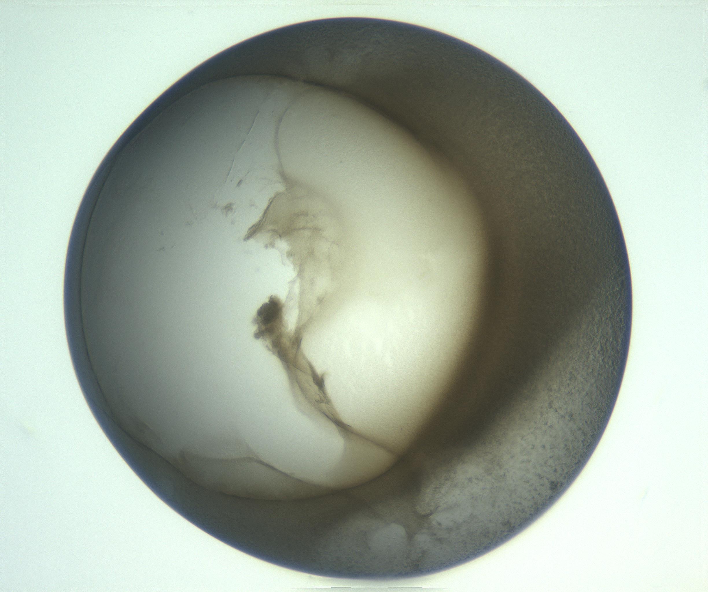 RI01_03_000_0212_Proj1_Clon1_MC_0000MC103234_007_170210_12_02_01_00_99_002_001_RAI.jpg