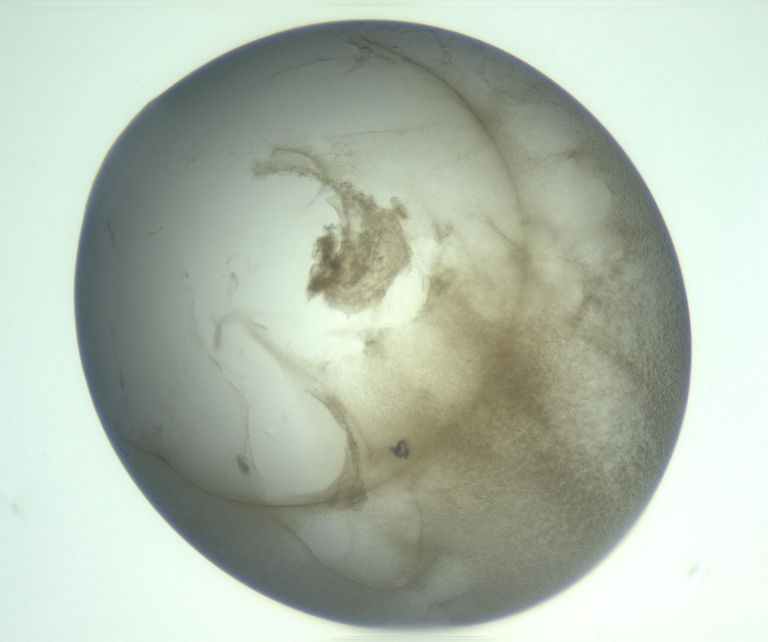 RI01_03_000_0212_Proj1_Clon1_MC_0000MC103234_007_170210_12_02_02_00_99_002_001_RAI.jpg