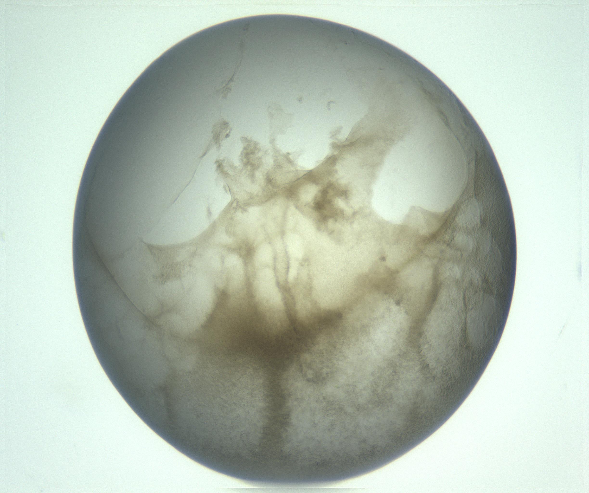 RI01_03_000_0212_Proj1_Clon1_MC_0000MC103234_007_170210_12_03_02_00_99_002_001_RAI.jpg