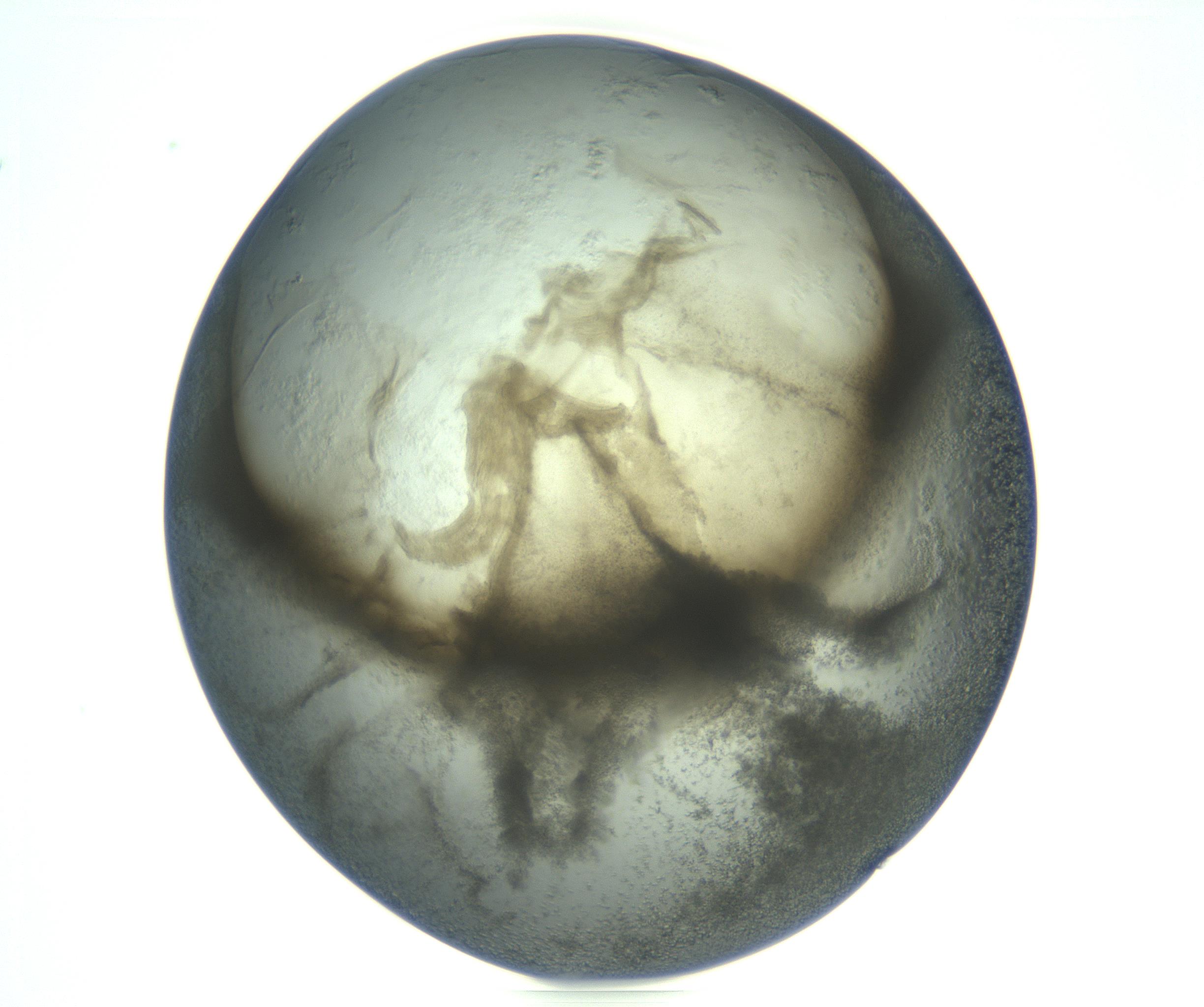RI01_03_000_0212_Proj1_Clon1_MC_0000MC103234_007_170210_12_04_01_00_99_002_001_RAI.jpg