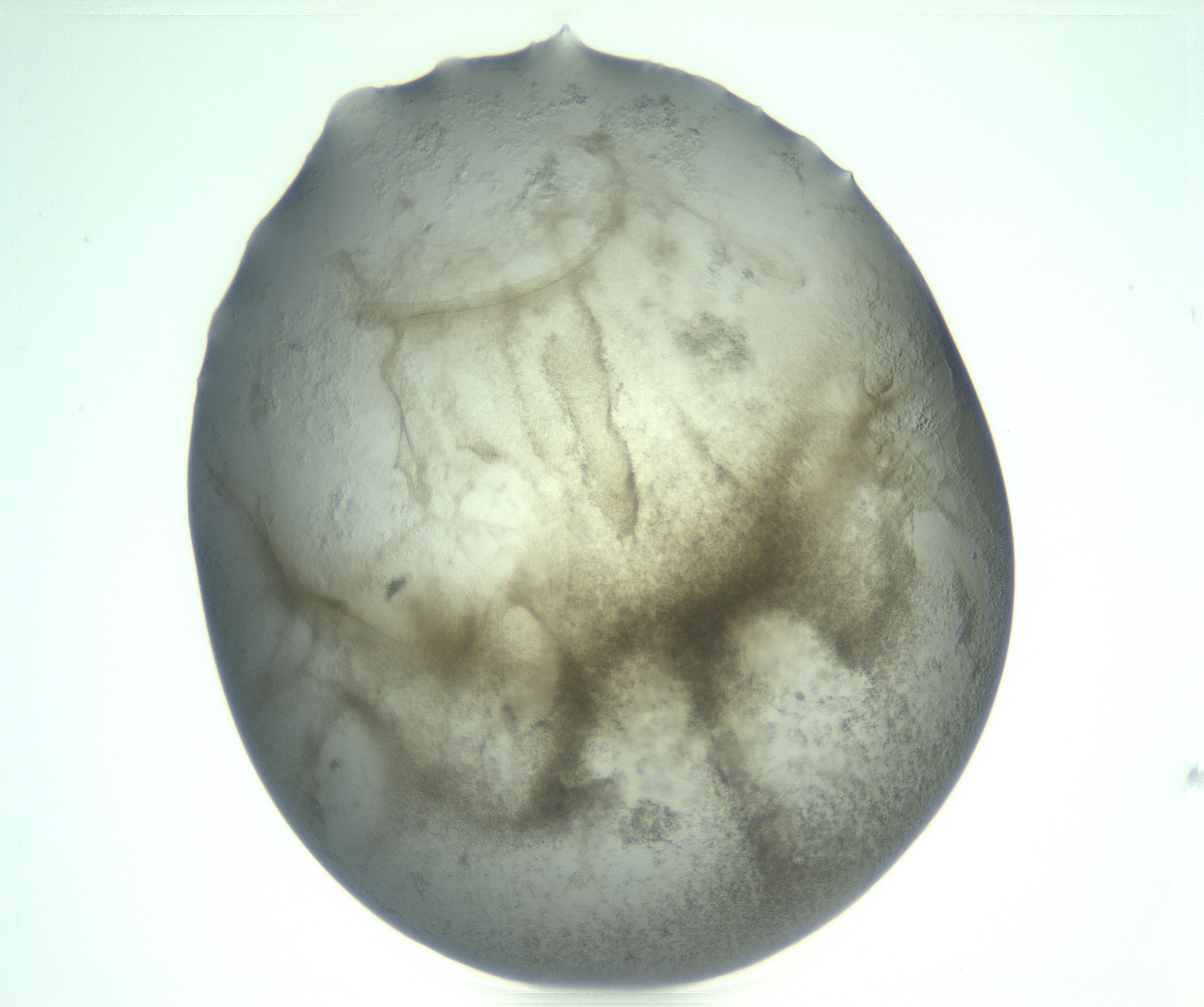 RI01_03_000_0212_Proj1_Clon1_MC_0000MC103234_007_170210_12_04_02_00_99_002_001_RAI.jpg
