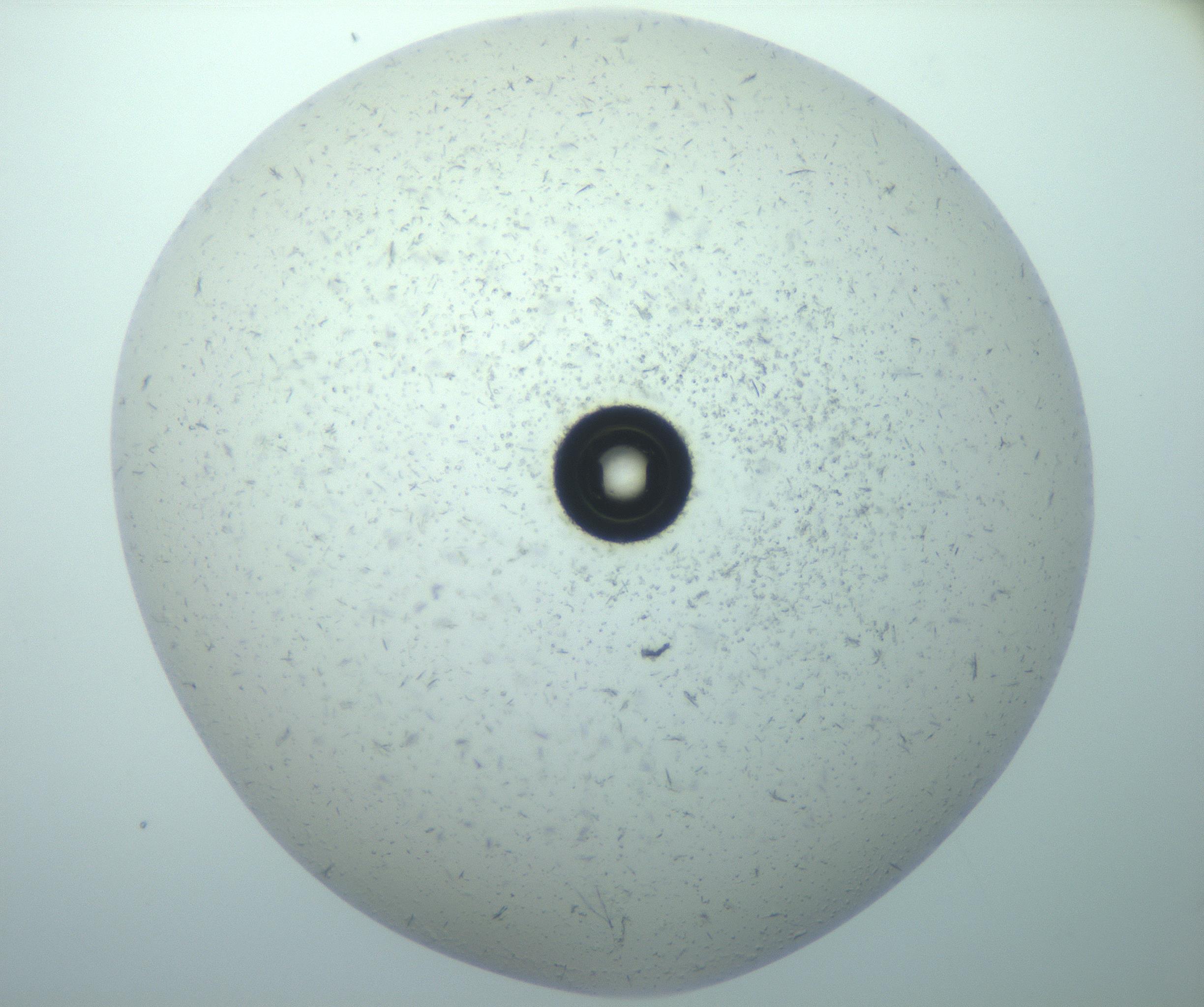 RI01_03_000_0212_Proj1_Clon1_MC_0000MC103238_002_170128_06_08_01_00_99_002_001_RAI.jpg