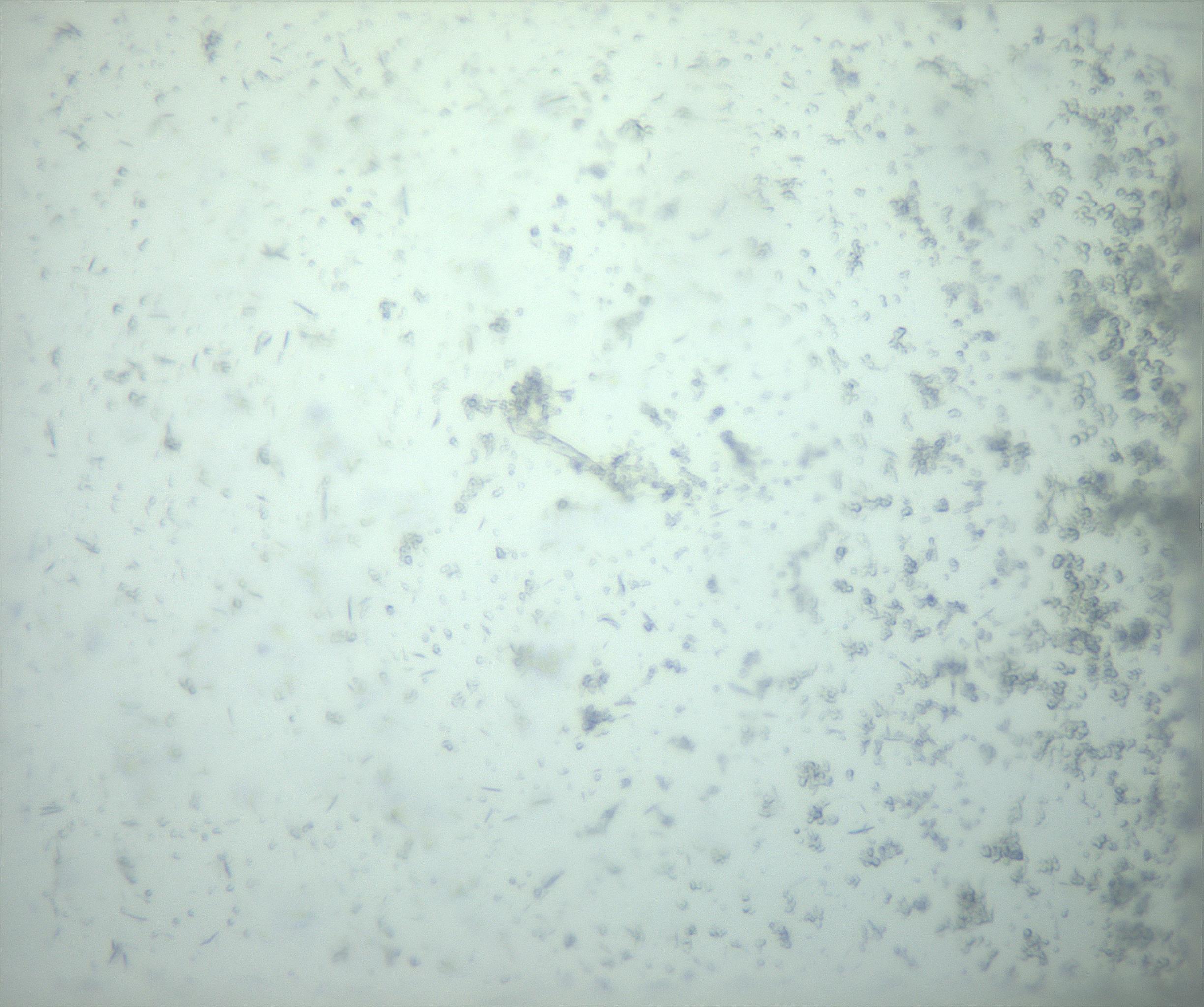 RI01_03_000_0212_Proj1_Clon1_MC_0000MC103238_002_170128_07_06_02_00_99_002_001_RAI.jpg