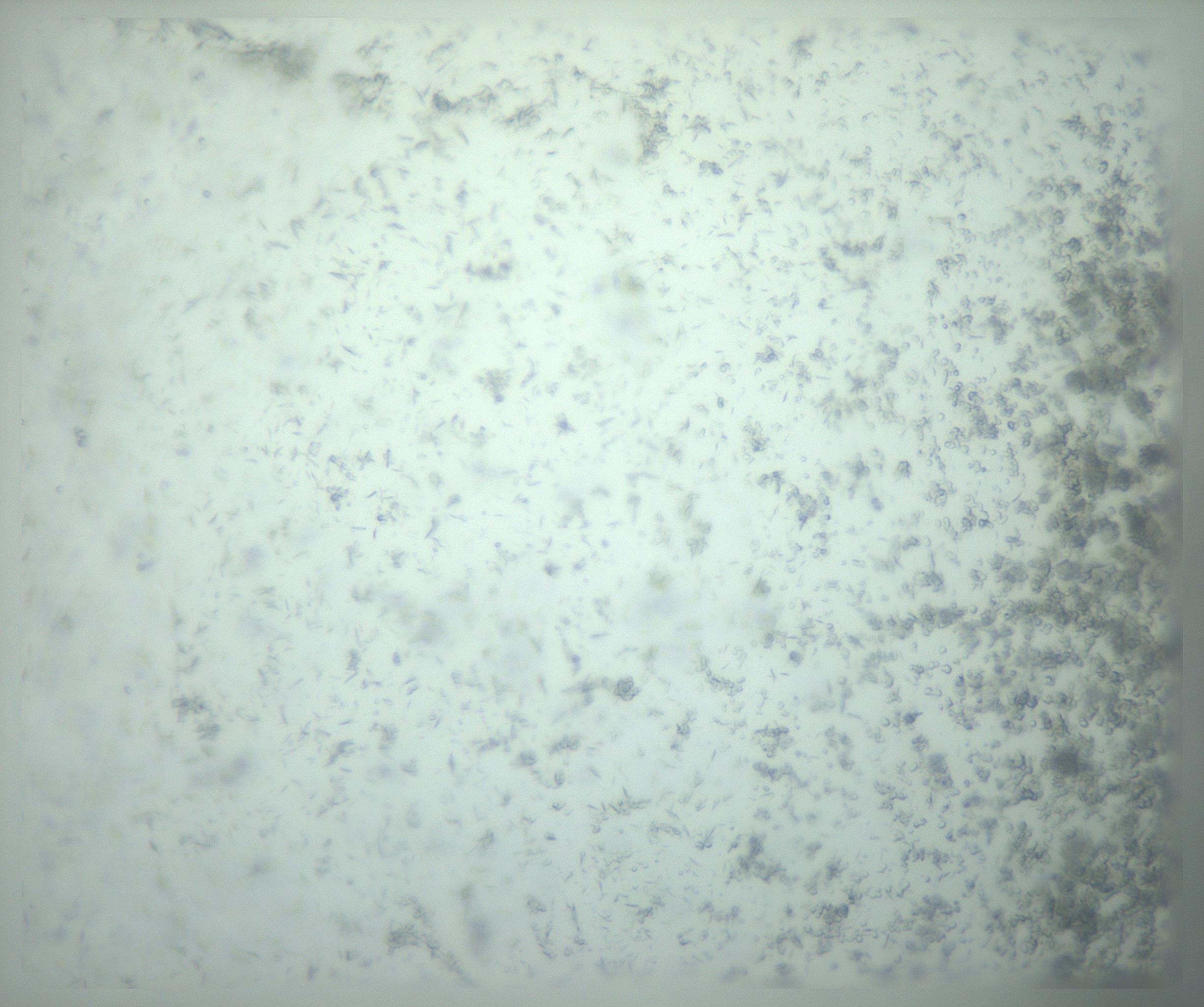 RI01_03_000_0212_Proj1_Clon1_MC_0000MC103238_002_170128_09_06_02_00_99_002_001_RAI.jpg
