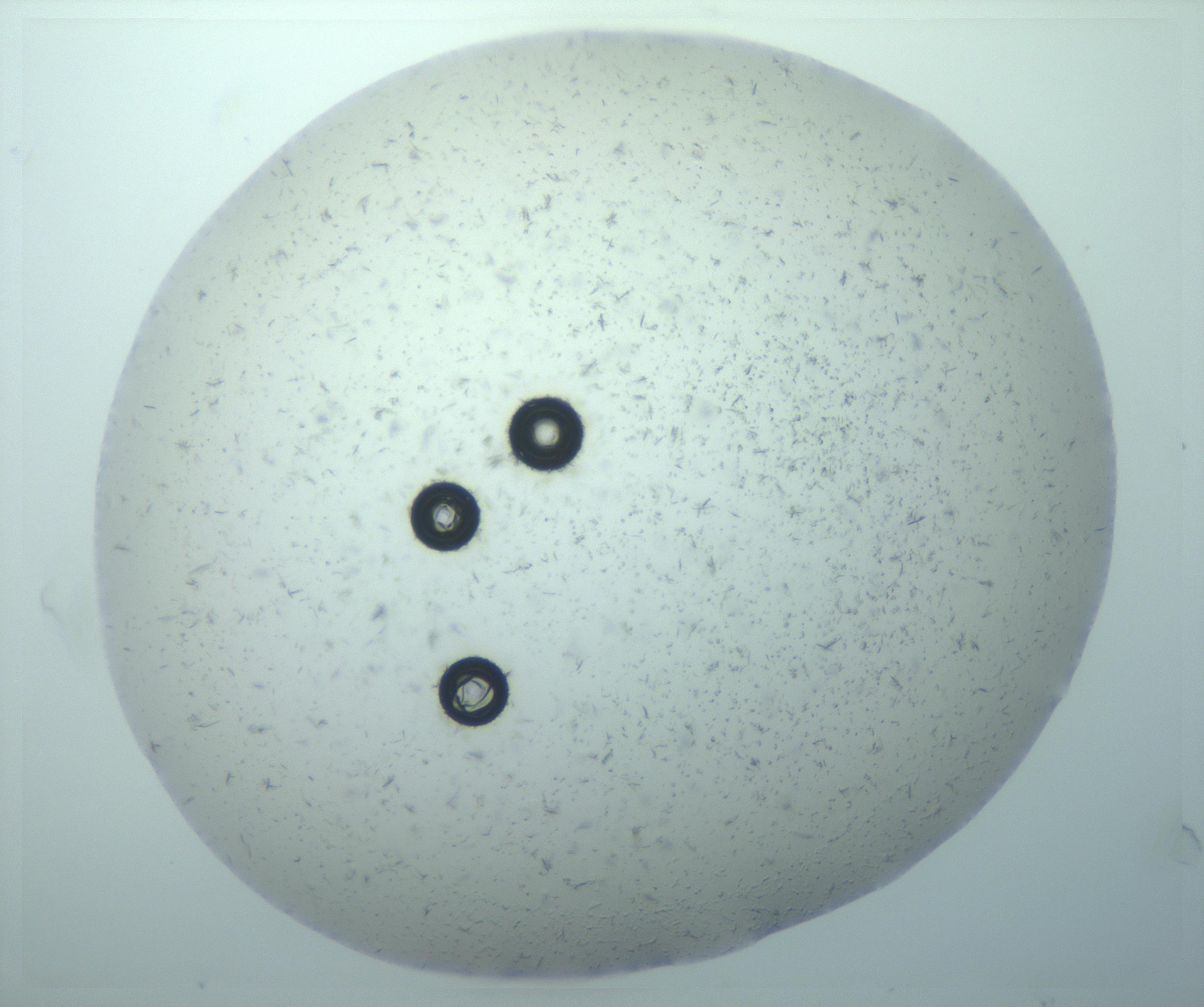 RI01_03_000_0212_Proj1_Clon1_MC_0000MC103238_002_170128_09_07_01_00_99_002_001_RAI.jpg