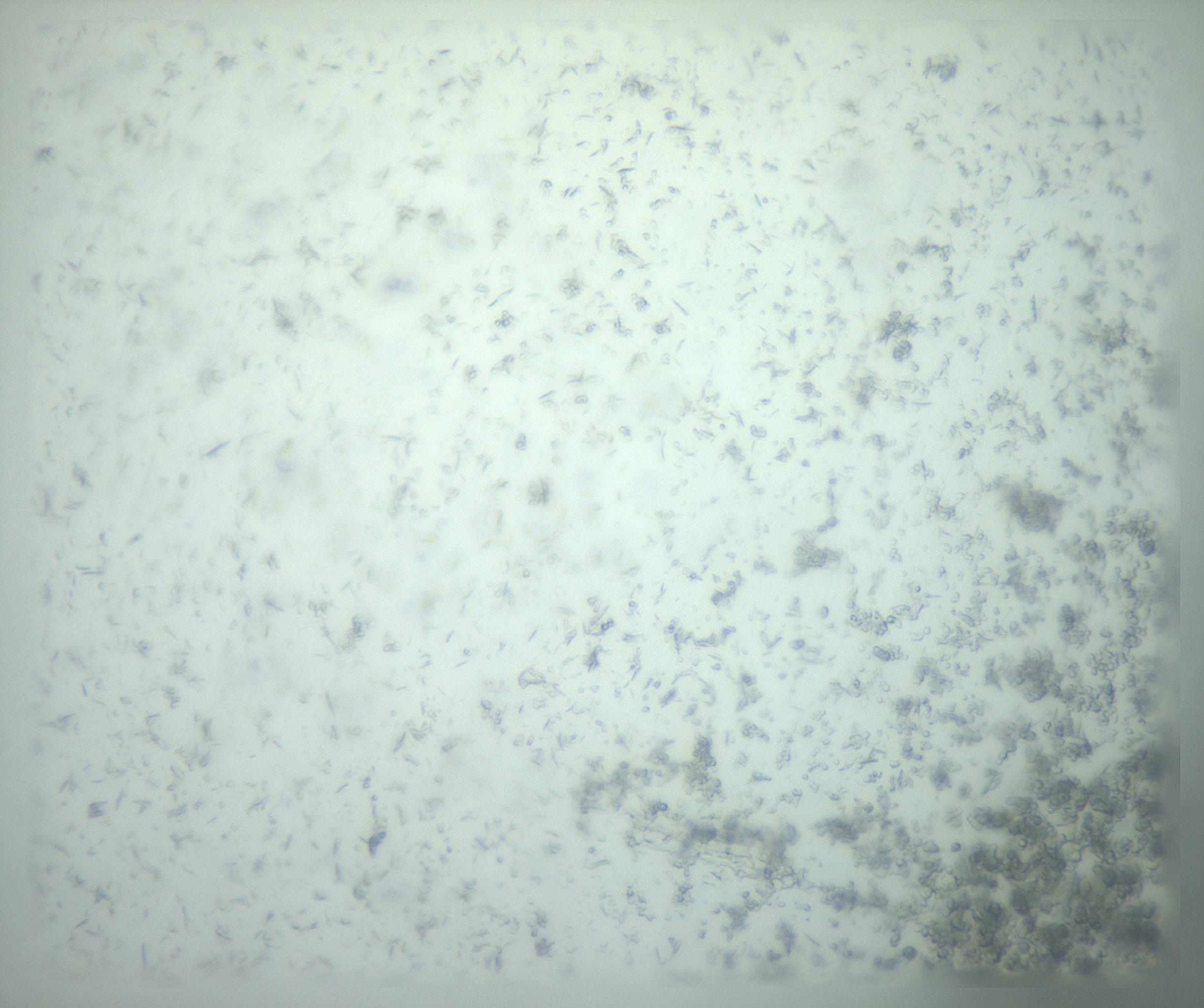 RI01_03_000_0212_Proj1_Clon1_MC_0000MC103238_002_170128_10_04_02_00_99_002_001_RAI.jpg