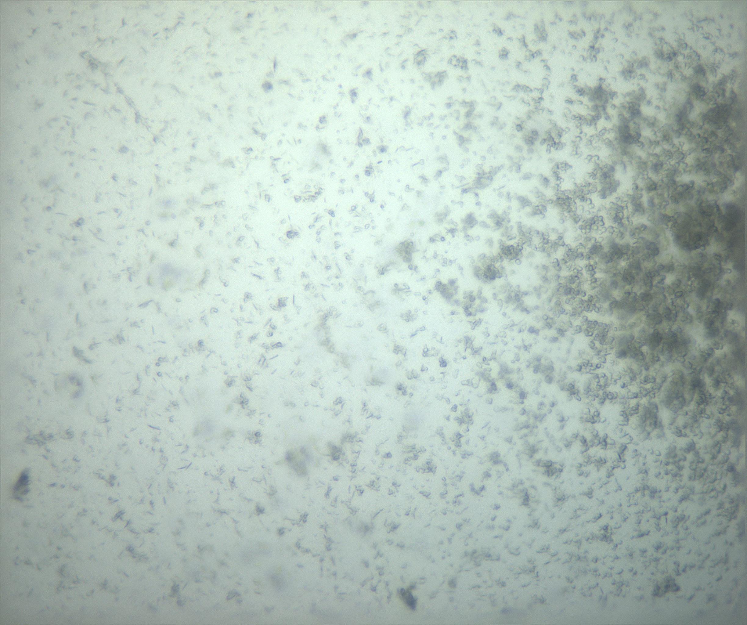 RI01_03_000_0212_Proj1_Clon1_MC_0000MC103238_002_170128_10_06_02_00_99_002_001_RAI.jpg
