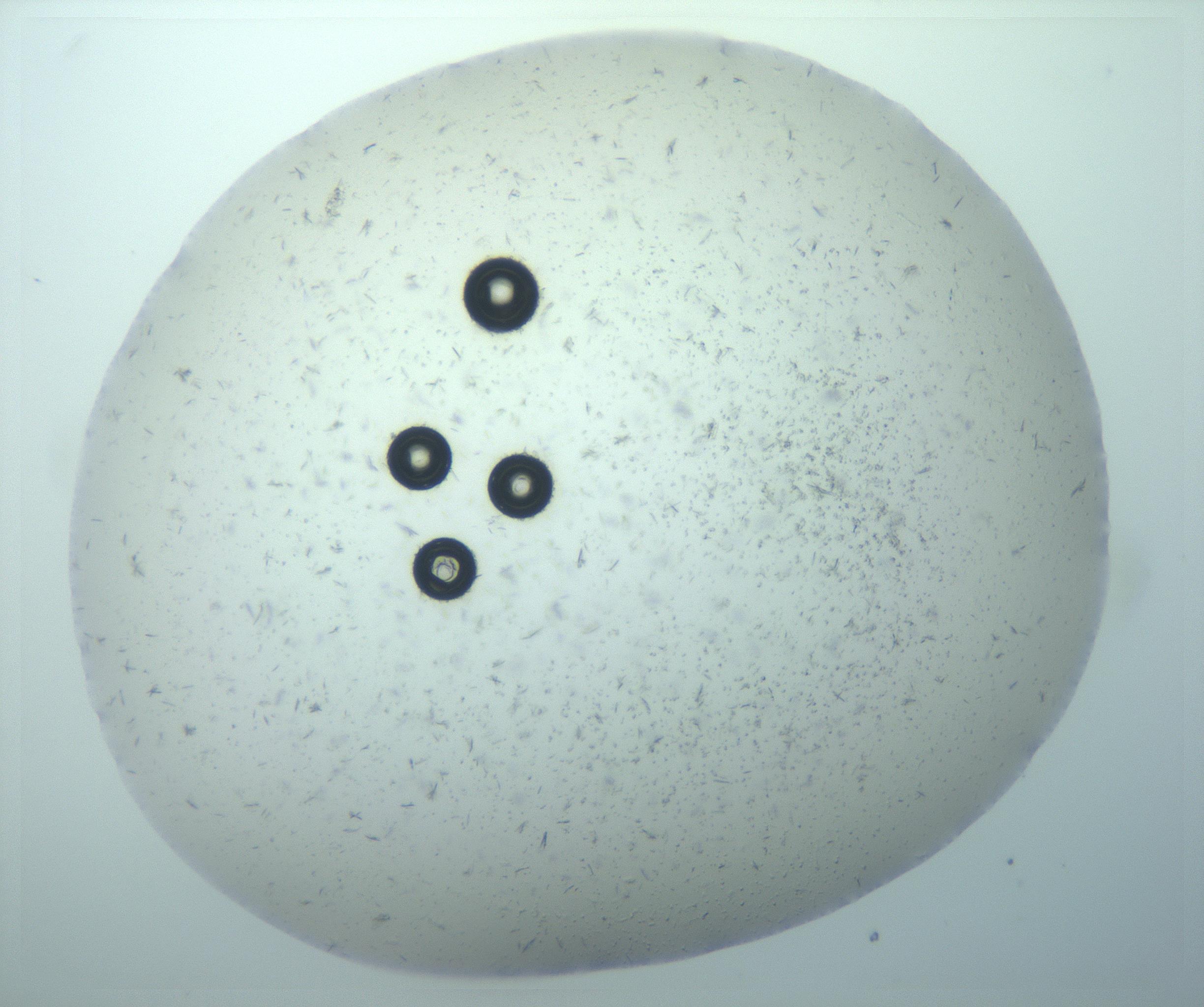 RI01_03_000_0212_Proj1_Clon1_MC_0000MC103238_002_170128_10_07_01_00_99_002_001_RAI.jpg