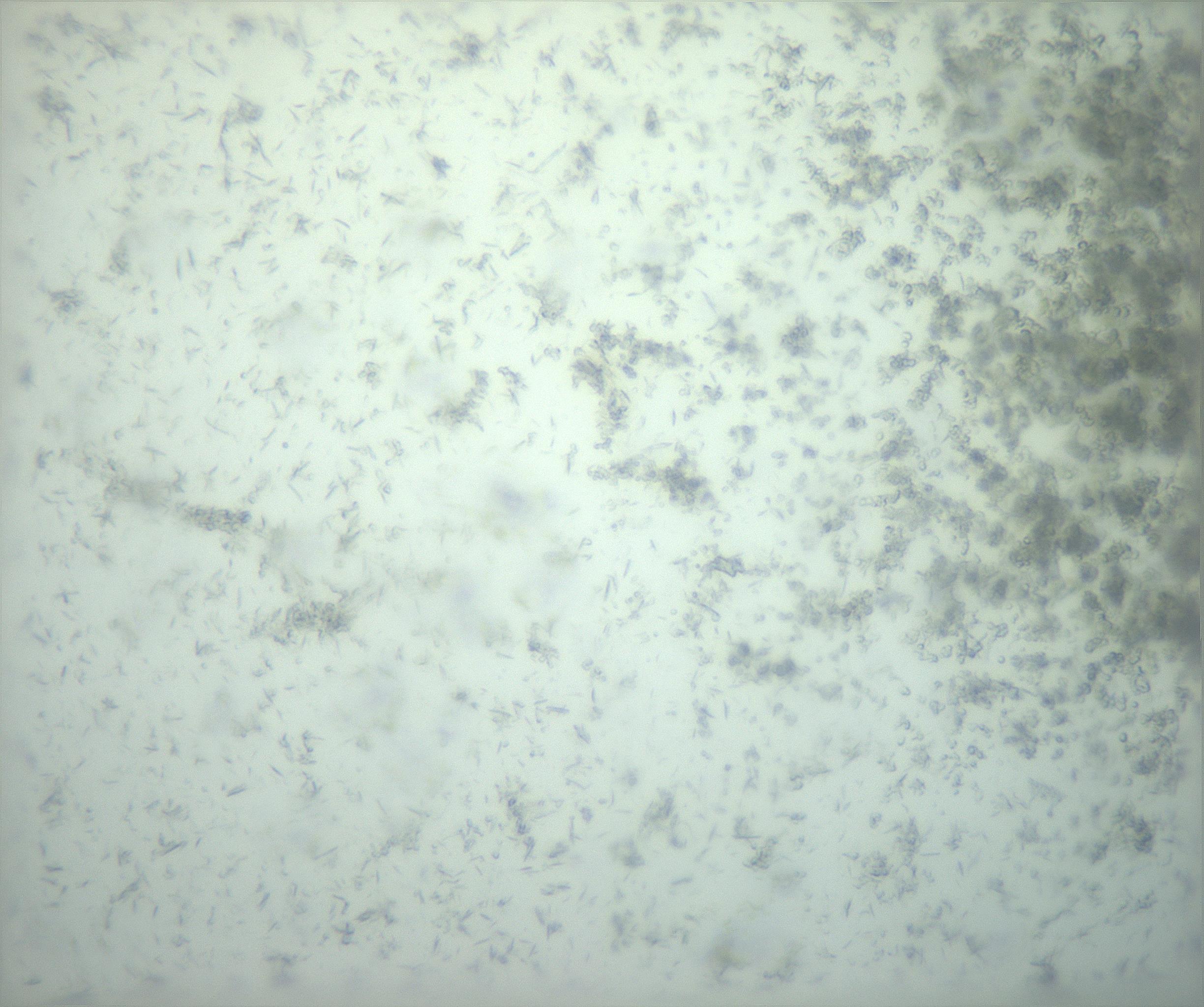 RI01_03_000_0212_Proj1_Clon1_MC_0000MC103238_002_170128_11_02_02_00_99_002_001_RAI.jpg