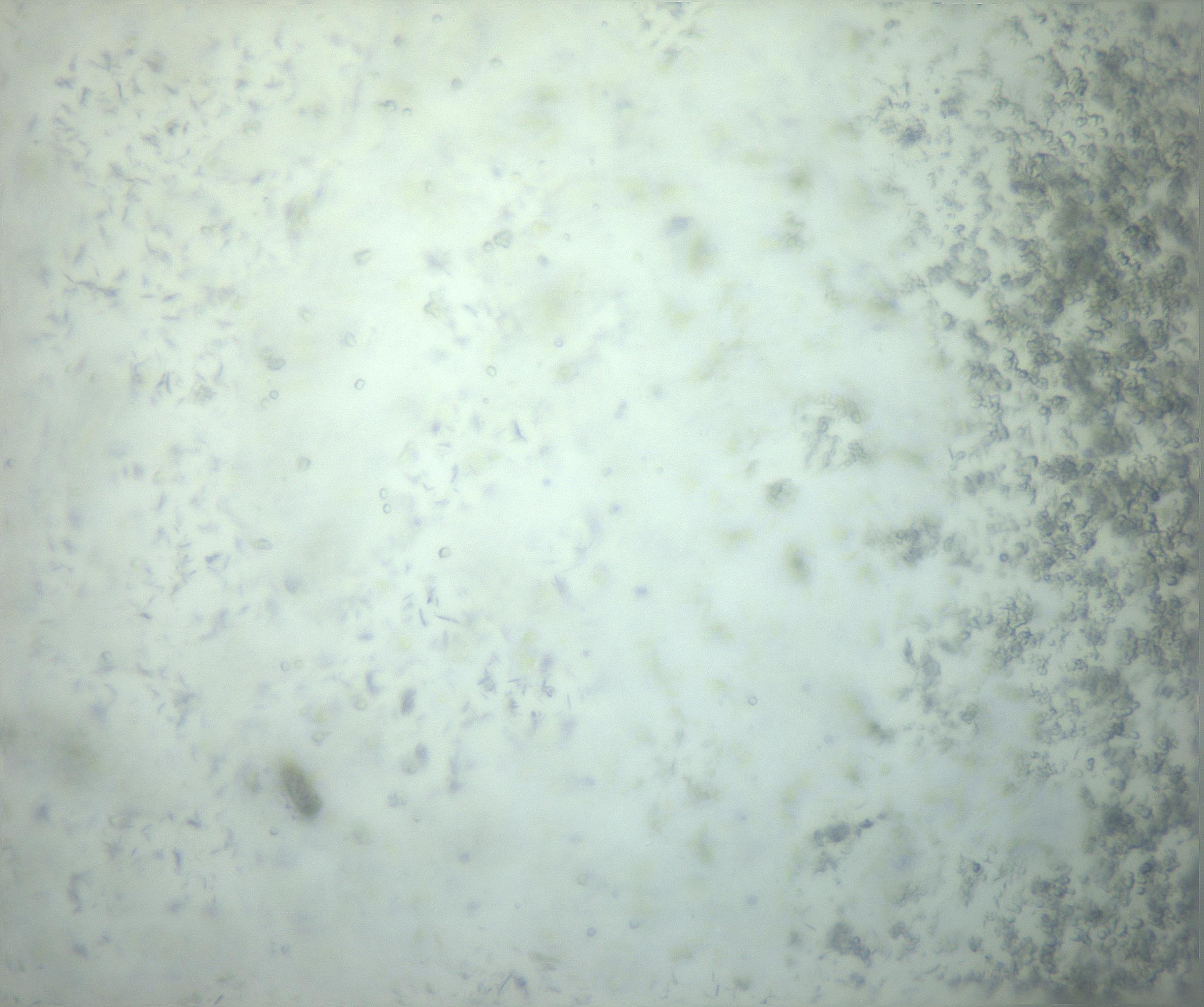RI01_03_000_0212_Proj1_Clon1_MC_0000MC103238_002_170128_11_03_02_00_99_002_001_RAI.jpg