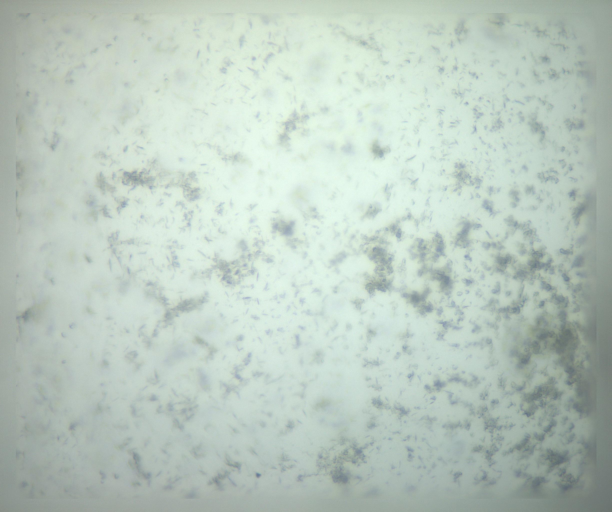 RI01_03_000_0212_Proj1_Clon1_MC_0000MC103238_002_170128_11_04_02_00_99_002_001_RAI.jpg