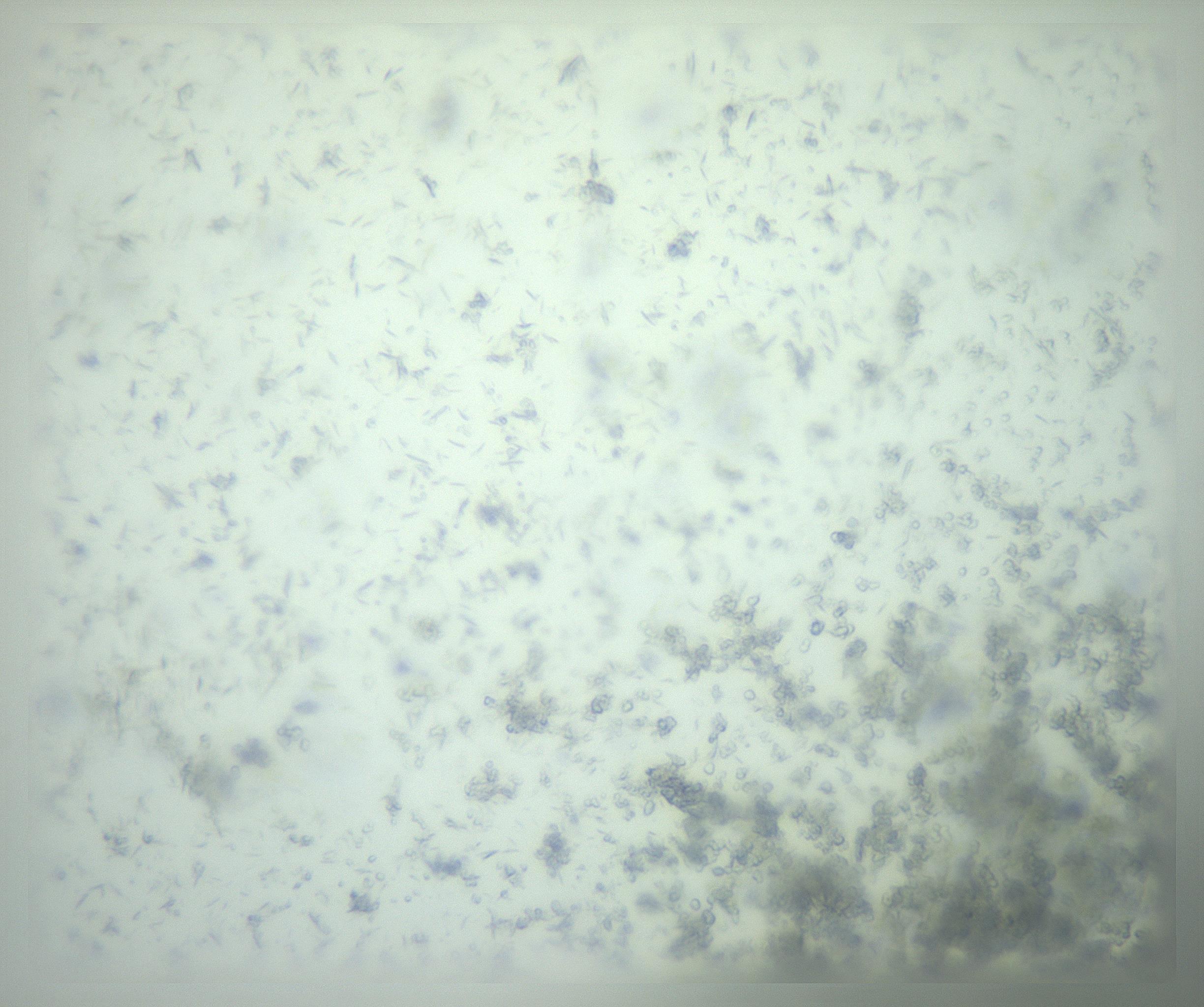 RI01_03_000_0212_Proj1_Clon1_MC_0000MC103238_002_170128_12_02_02_00_99_002_001_RAI.jpg