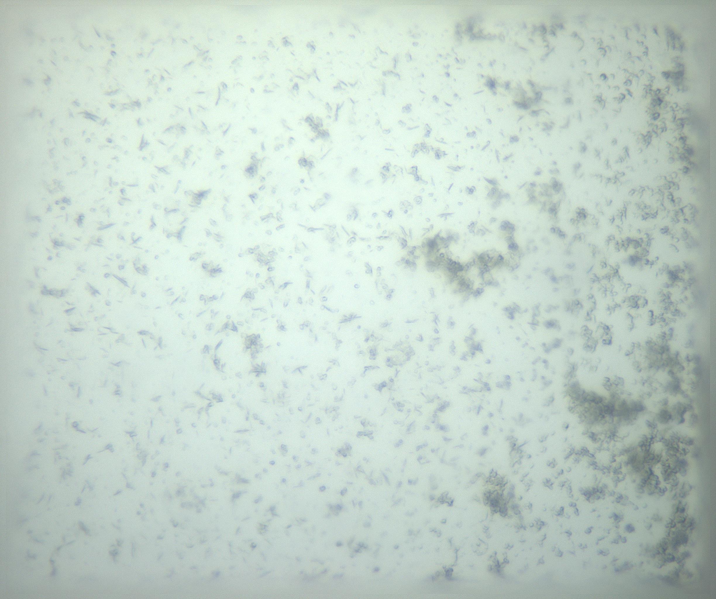 RI01_03_000_0212_Proj1_Clon1_MC_0000MC103238_002_170128_12_03_02_00_99_002_001_RAI.jpg