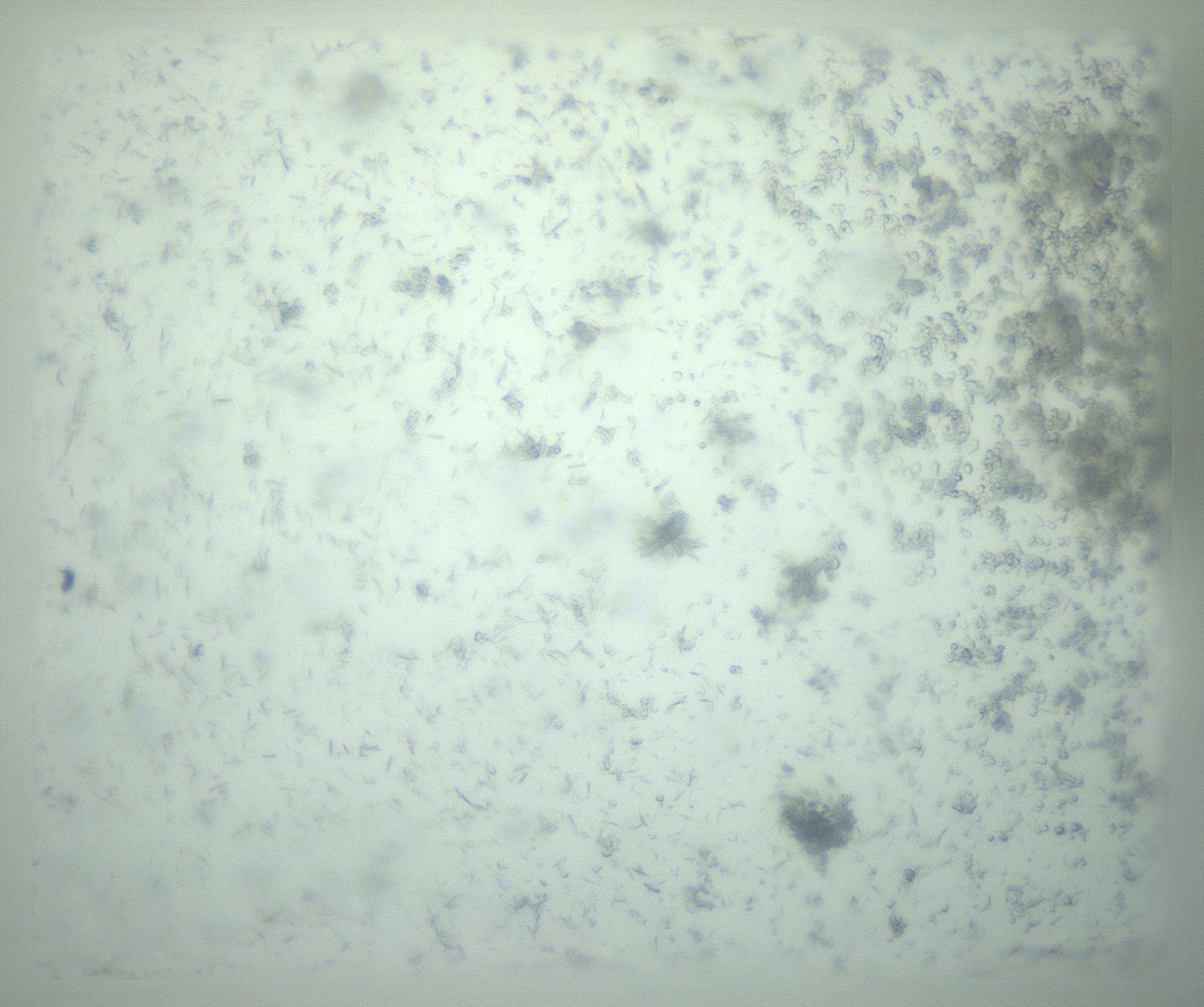 RI01_03_000_0212_Proj1_Clon1_MC_0000MC103238_002_170128_12_04_02_00_99_002_001_RAI.jpg