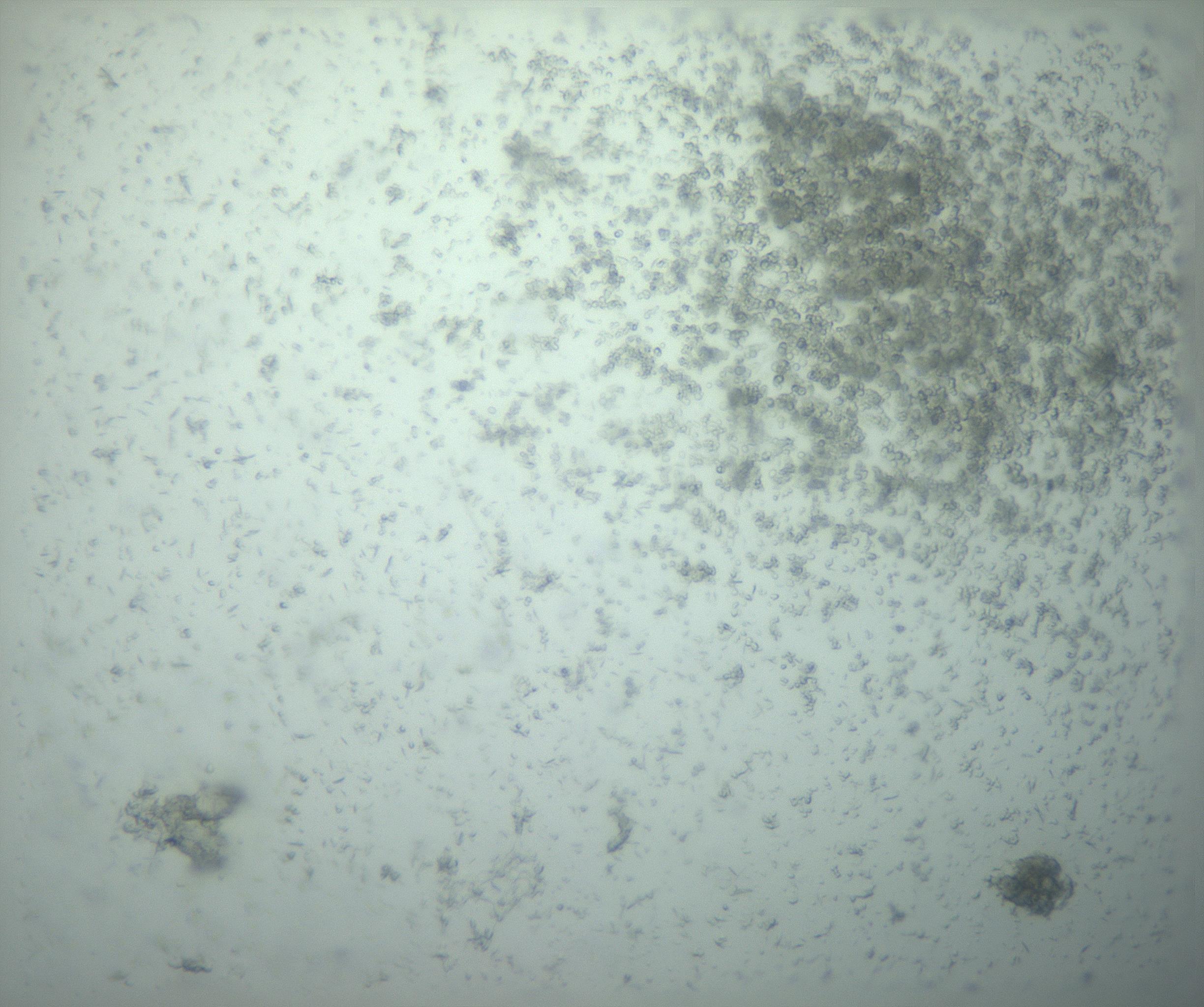 RI01_03_000_0212_Proj1_Clon1_MC_0000MC103238_002_170128_12_07_02_00_99_002_001_RAI.jpg