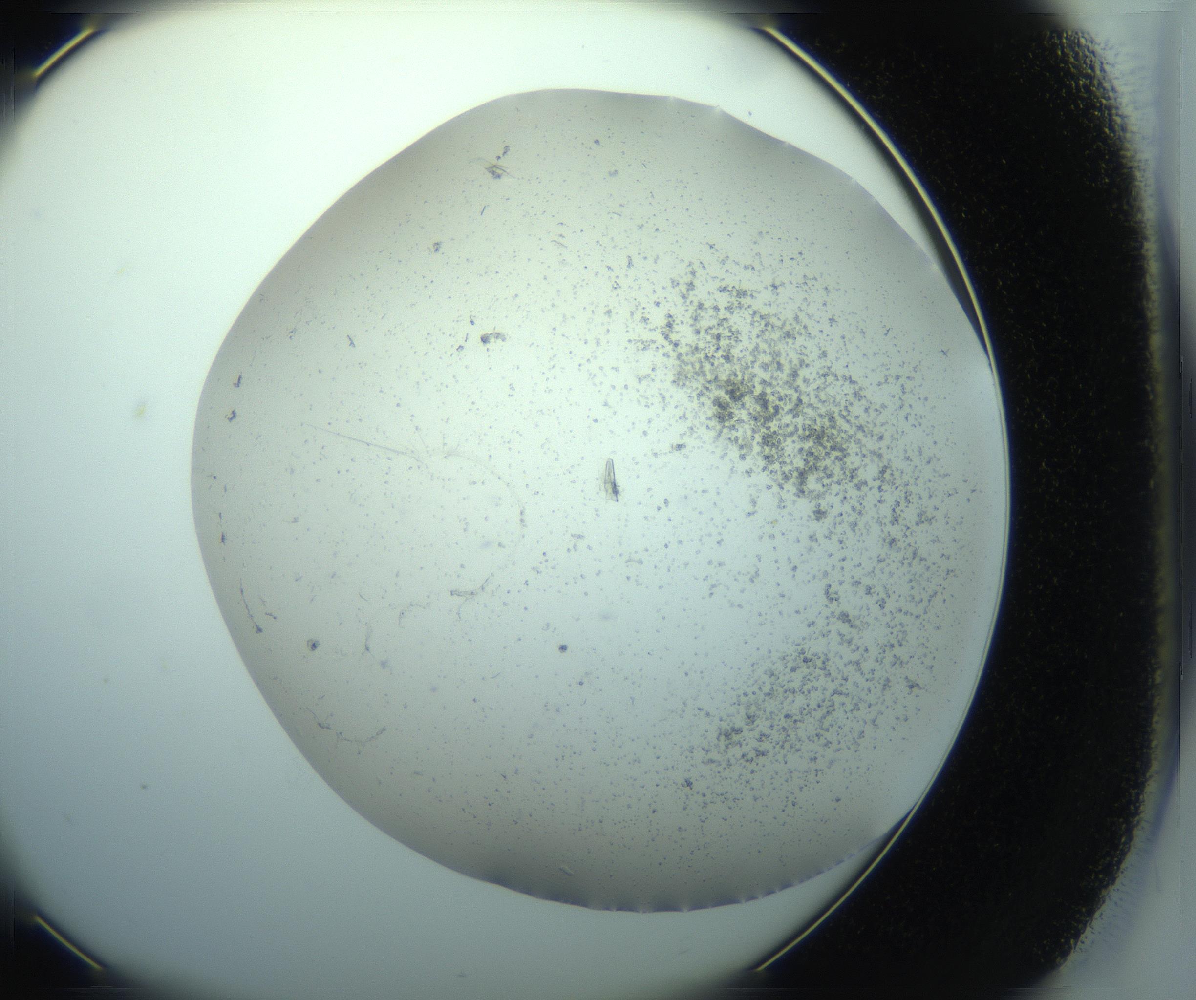 RI01_03_000_0212_Proj1_Clon1_MC_0000MC103238_004_170201_01_04_02_00_99_002_001_RAI.jpg