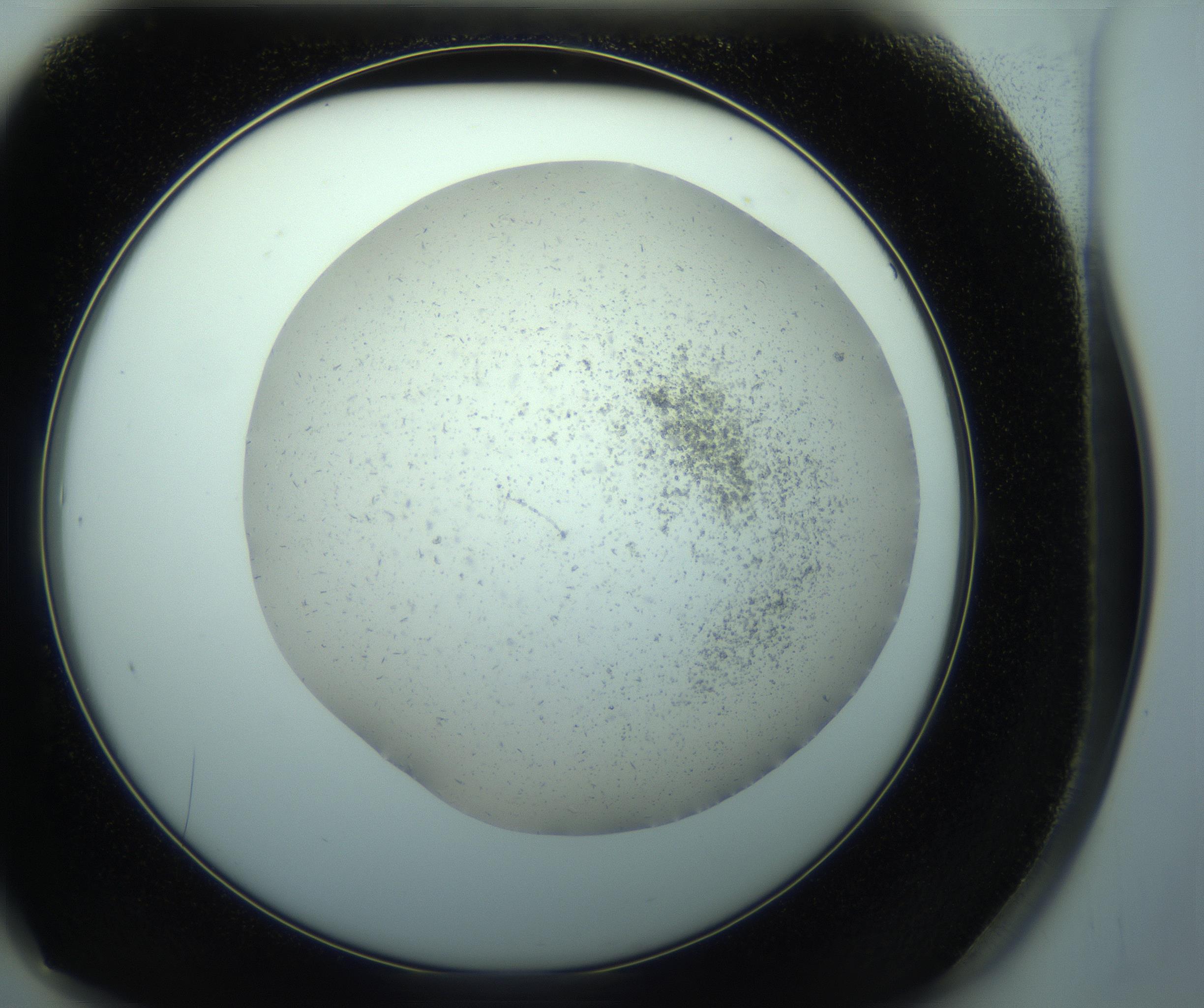 RI01_03_000_0212_Proj1_Clon1_MC_0000MC103238_004_170201_01_06_02_00_99_002_001_RAI.jpg