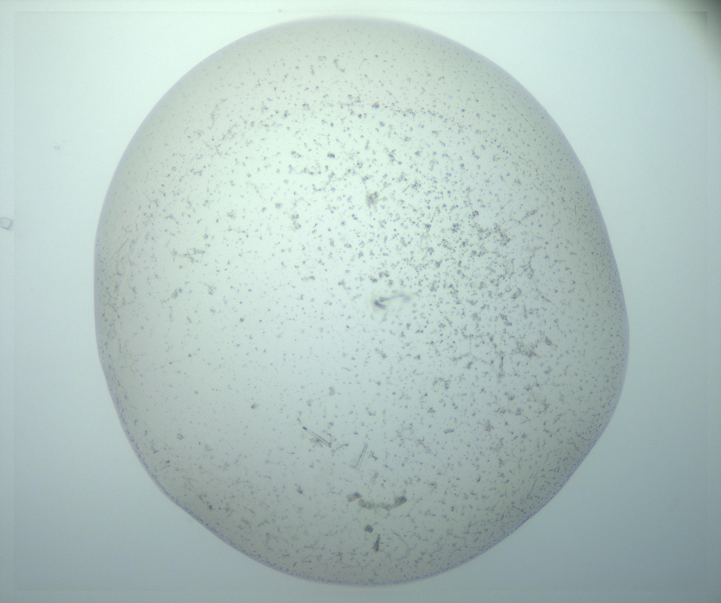 RI01_03_000_0212_Proj1_Clon1_MC_0000MC103238_004_170201_01_08_01_00_99_002_001_RAI.jpg