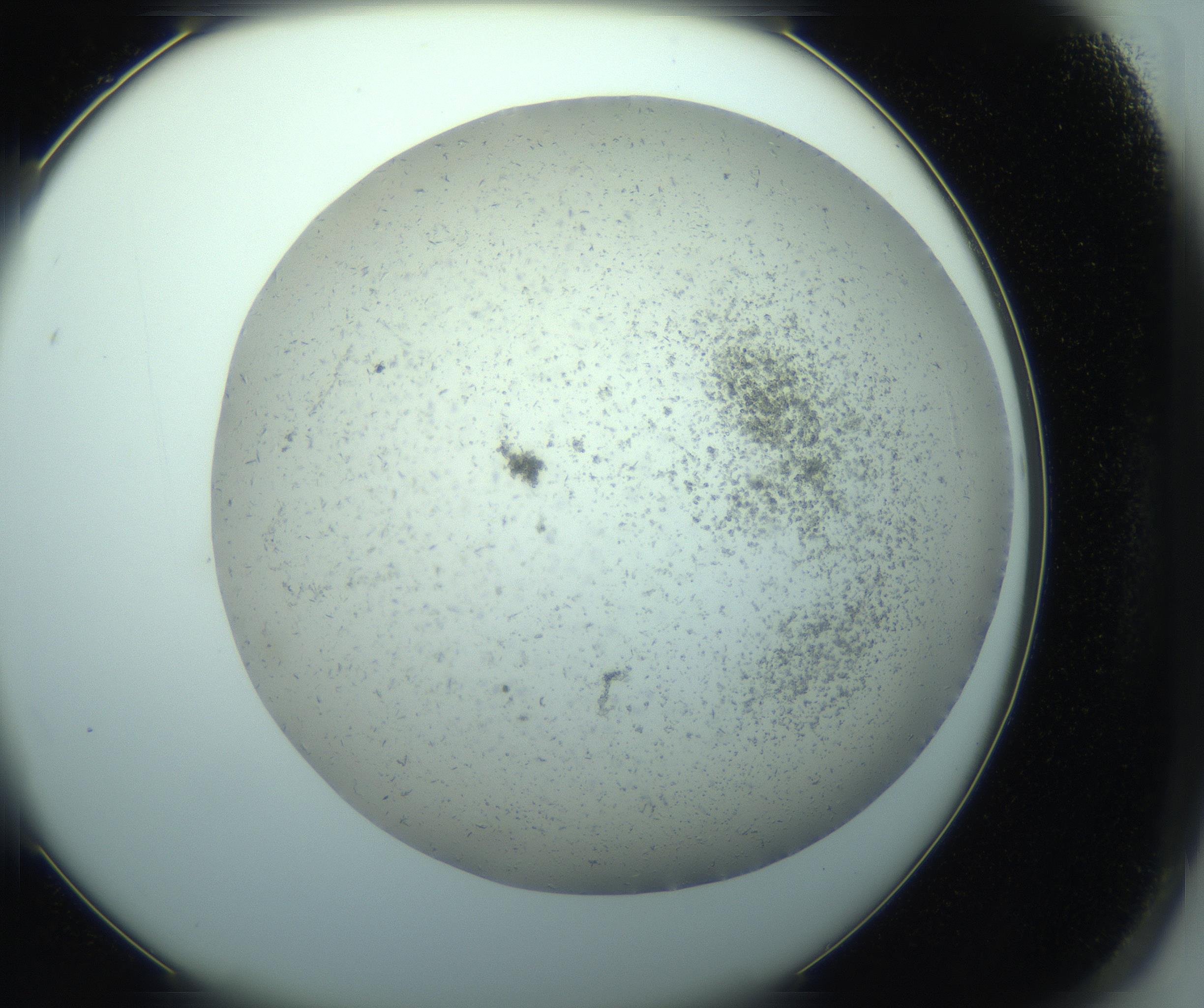 RI01_03_000_0212_Proj1_Clon1_MC_0000MC103238_004_170201_02_06_02_00_99_002_001_RAI.jpg