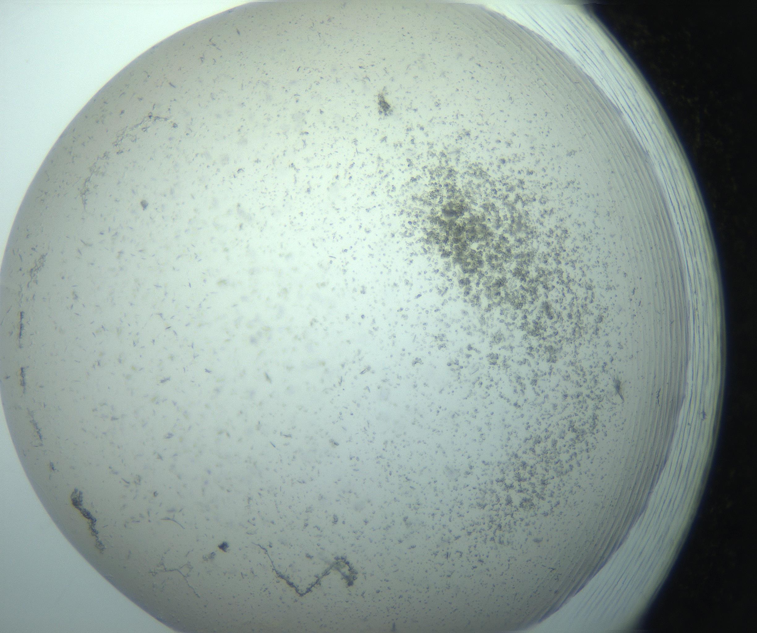 RI01_03_000_0212_Proj1_Clon1_MC_0000MC103238_004_170201_02_08_02_00_99_002_001_RAI.jpg