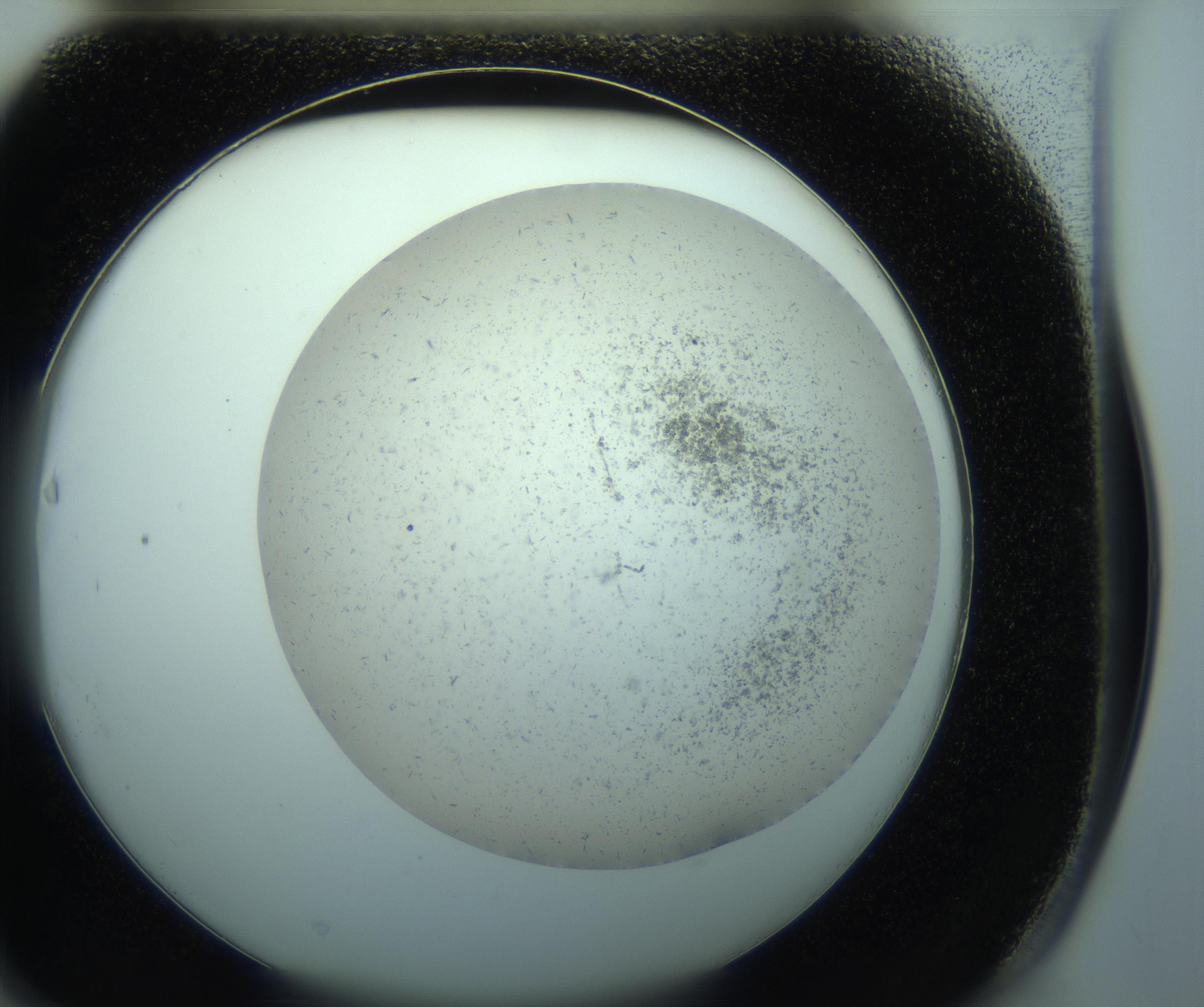 RI01_03_000_0212_Proj1_Clon1_MC_0000MC103238_004_170201_03_06_02_00_99_002_001_RAI.jpg