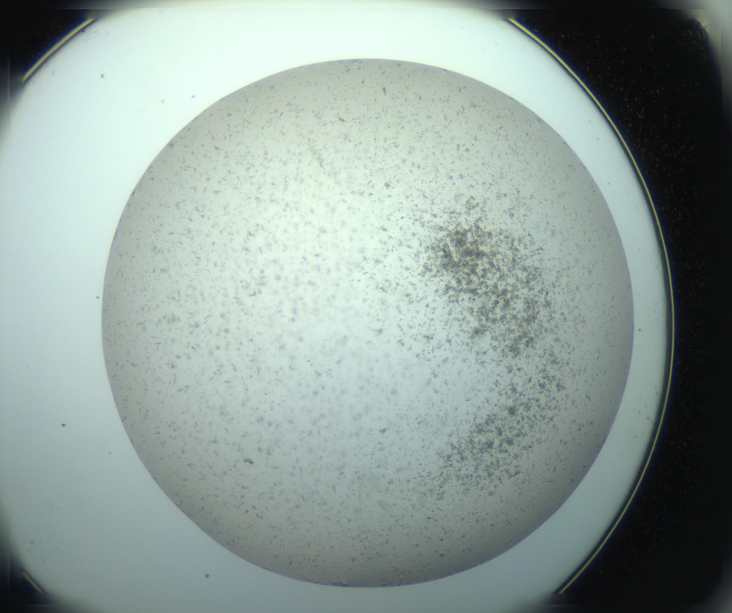 RI01_03_000_0212_Proj1_Clon1_MC_0000MC103238_004_170201_03_08_02_00_99_002_001_RAI.jpg