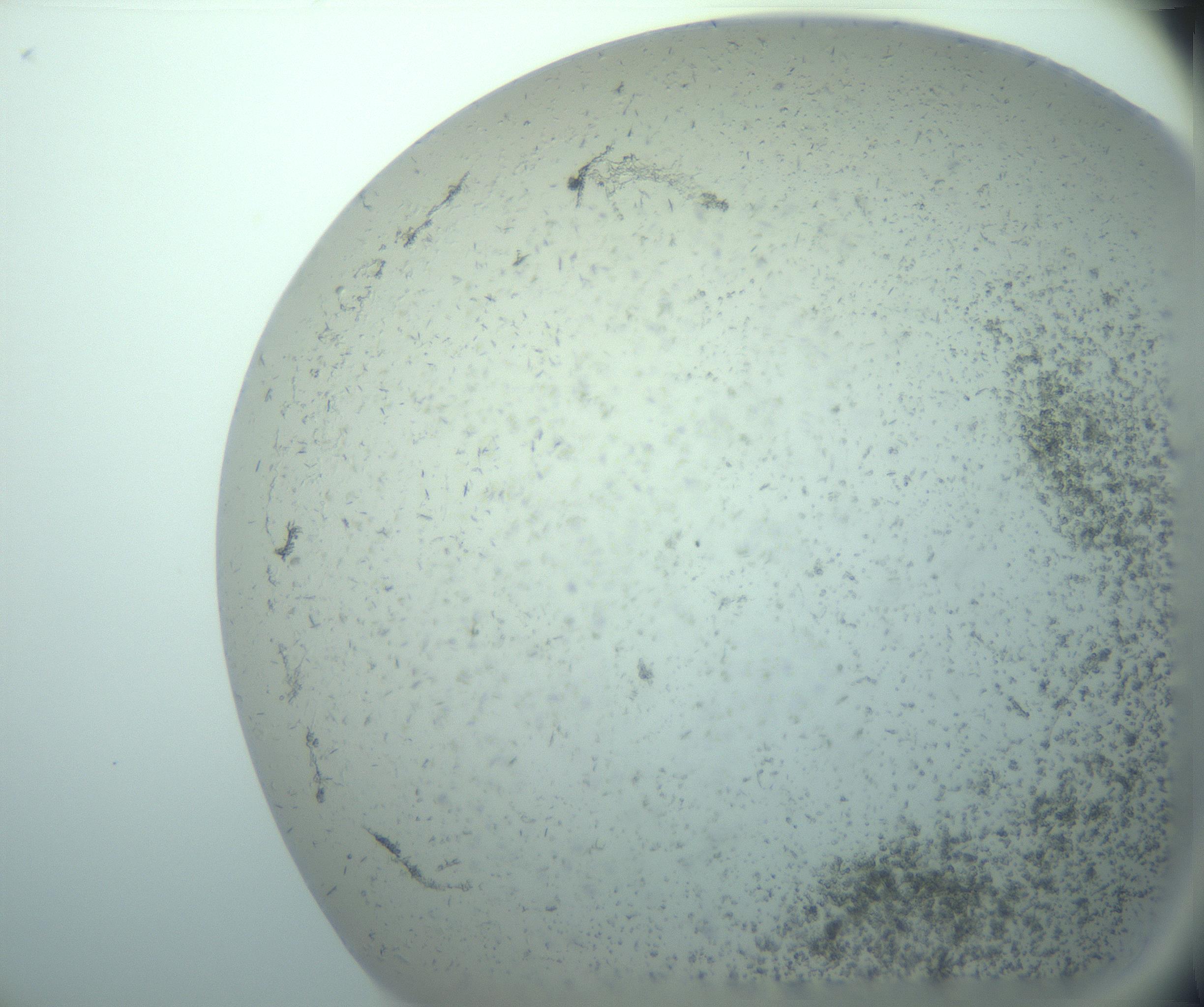 RI01_03_000_0212_Proj1_Clon1_MC_0000MC103238_004_170201_04_02_02_00_99_002_001_RAI.jpg