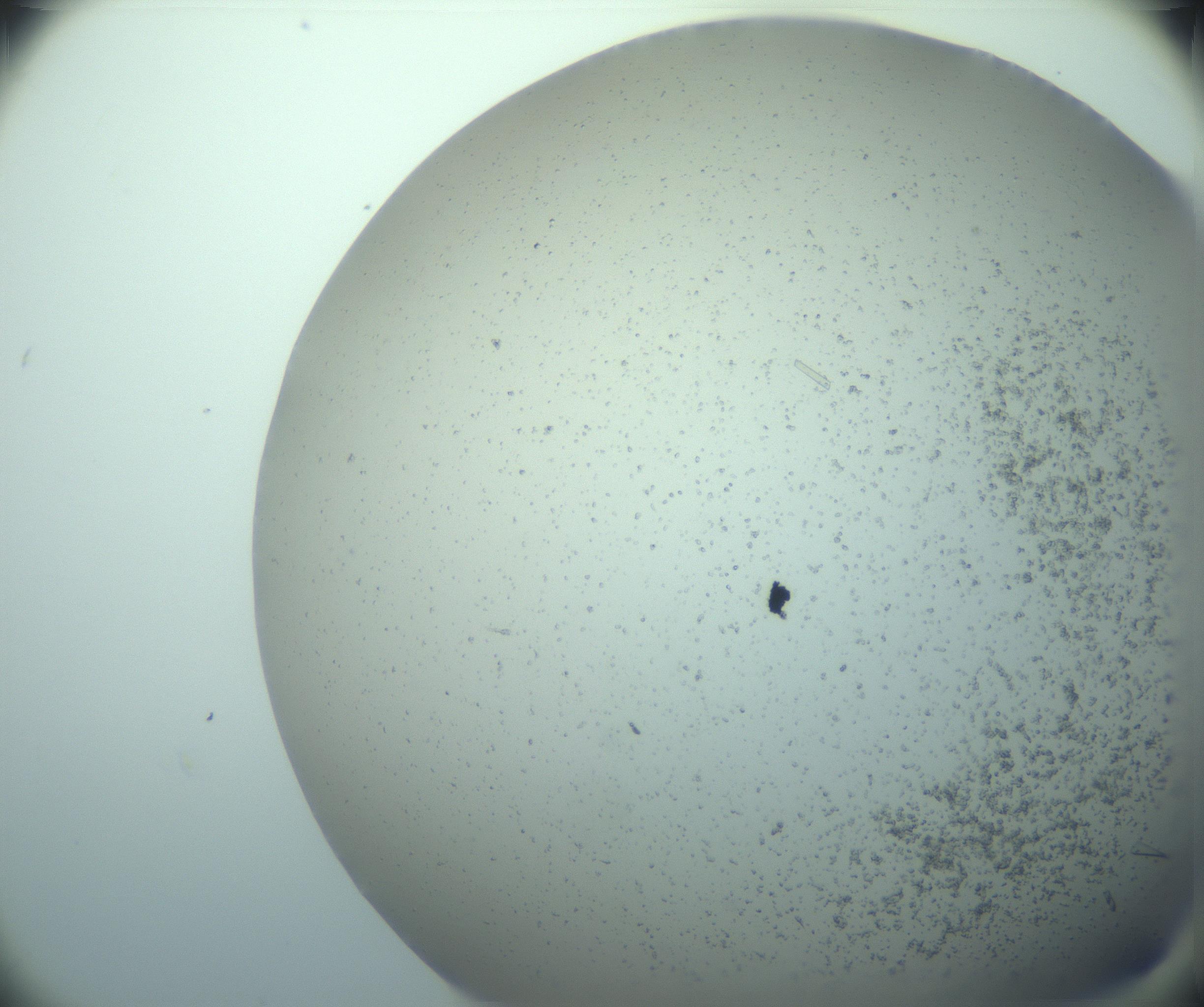 RI01_03_000_0212_Proj1_Clon1_MC_0000MC103238_004_170201_05_03_02_00_99_002_001_RAI.jpg